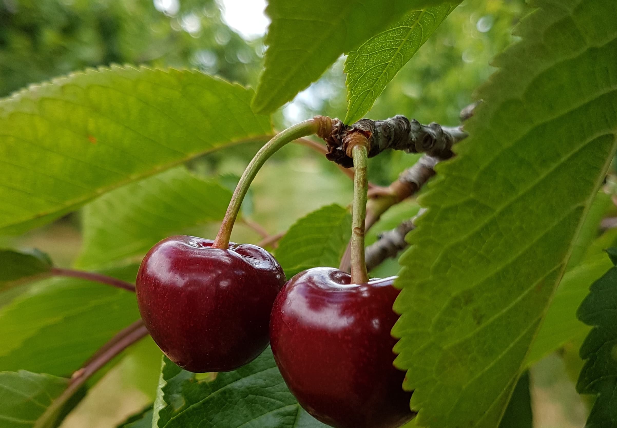 Two dark red sweet cherries hang from a branch among broad green leaves, with the orchard blurred behind