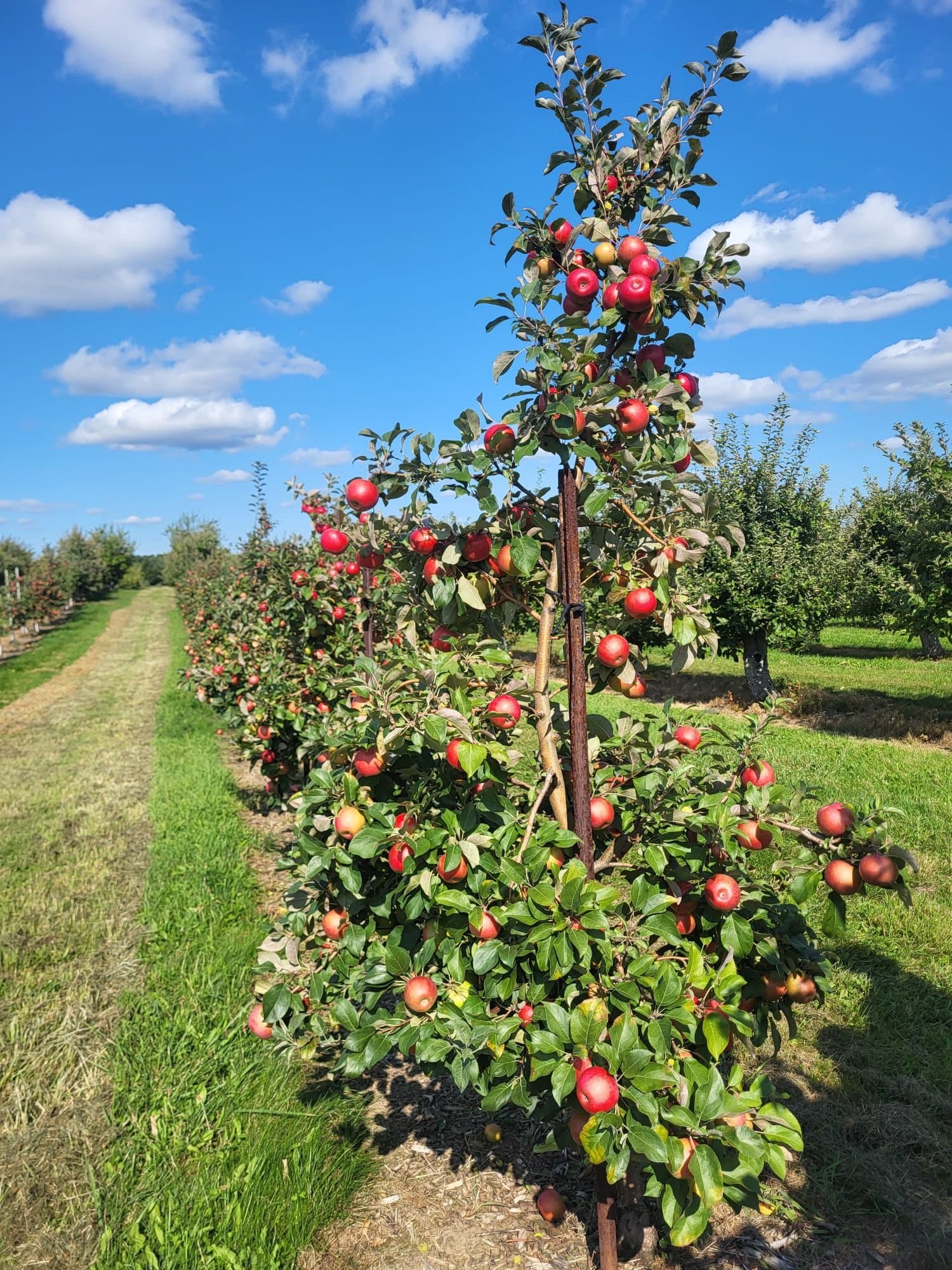 A young apple tree loaded with red apples at the end of a grassy orchard row under a blue sky