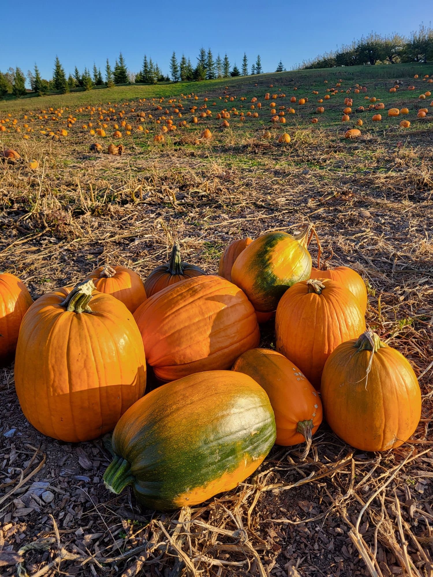 A pile of orange and green-striped pumpkins in the stubble of the pumpkin patch, with more pumpkins and a row of spruce behind