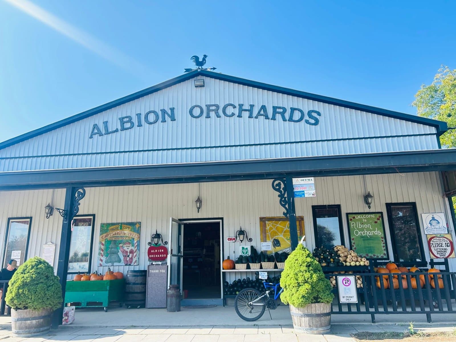 The Albion Orchards country store, a white barn-style building with a rooster weathervane, its porch lined with pumpkins and squash