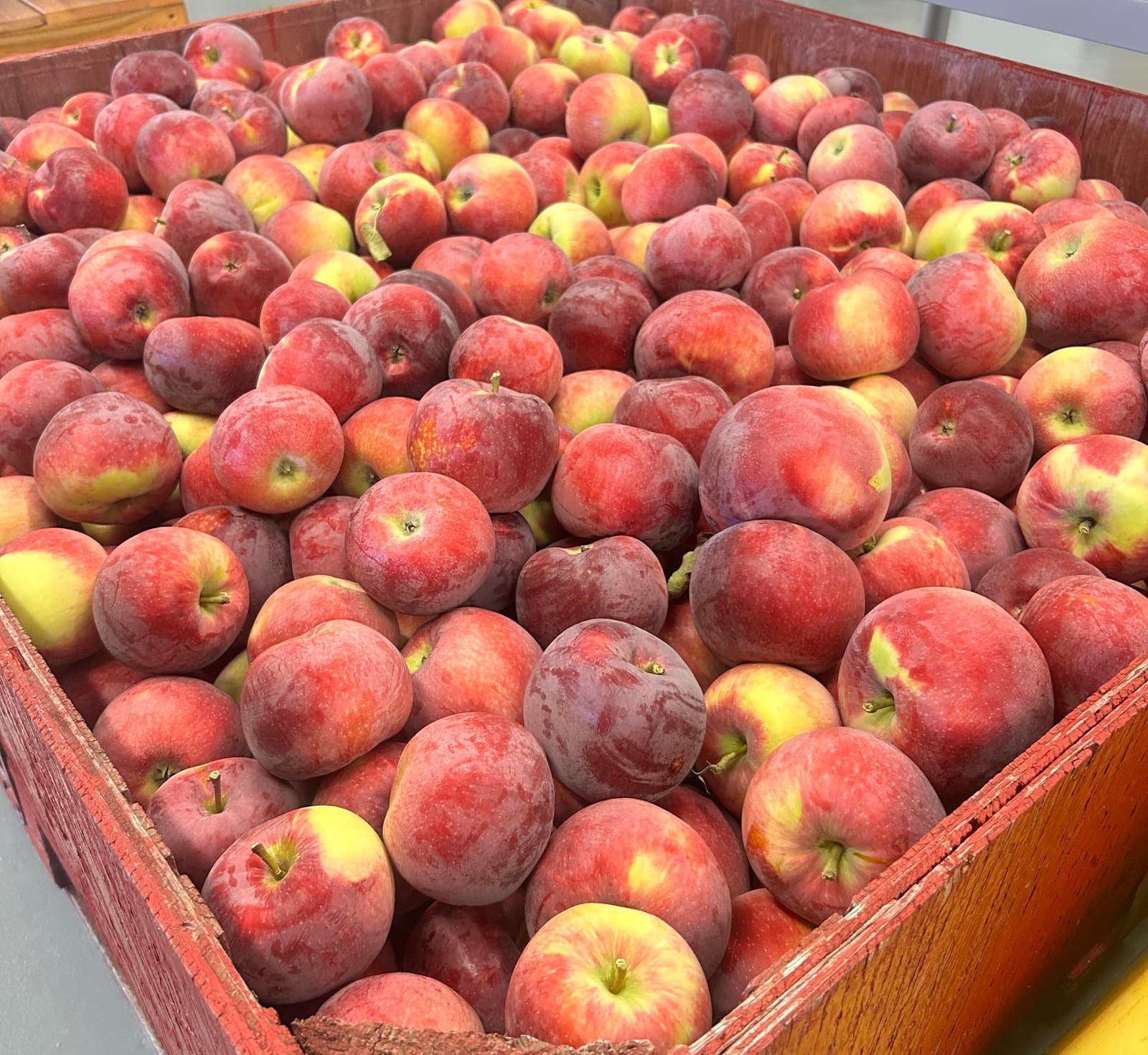 A wooden bin heaped with freshly picked red and yellow-blushed apples