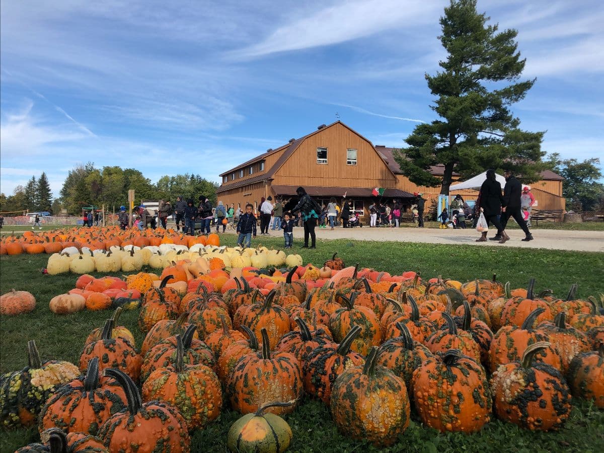 Rows of warty orange pumpkins, white pumpkins and squash on the grass in front of the farm's big wooden market barn under a blue sky