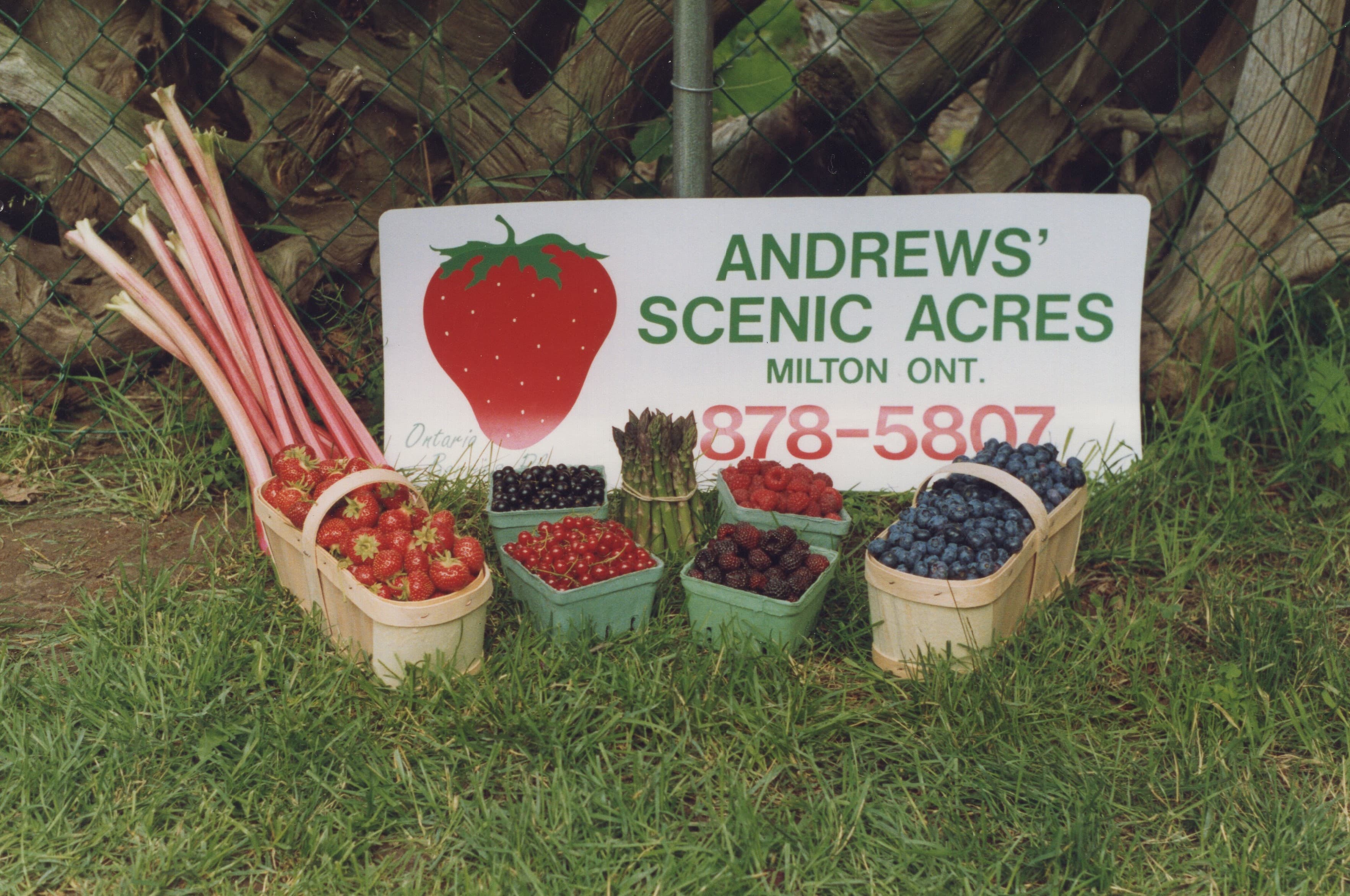 Baskets of strawberries, blueberries, red and black currants and black raspberries, with rhubarb stalks and a bundle of asparagus, on the grass in front of an Andrews' Scenic Acres sign