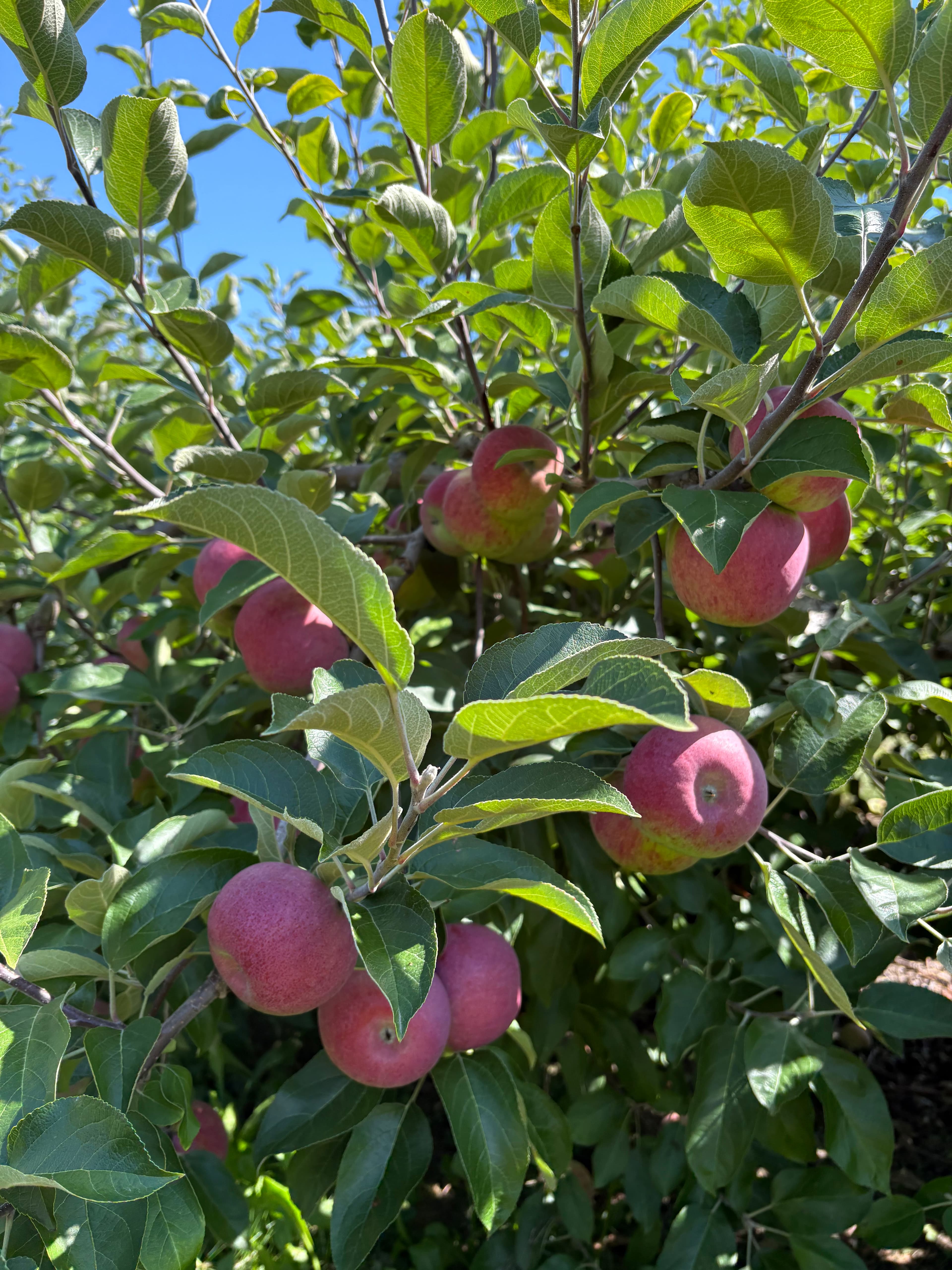 Ripe red apples hanging among green leaves on a branch in the orchard, under a blue sky
