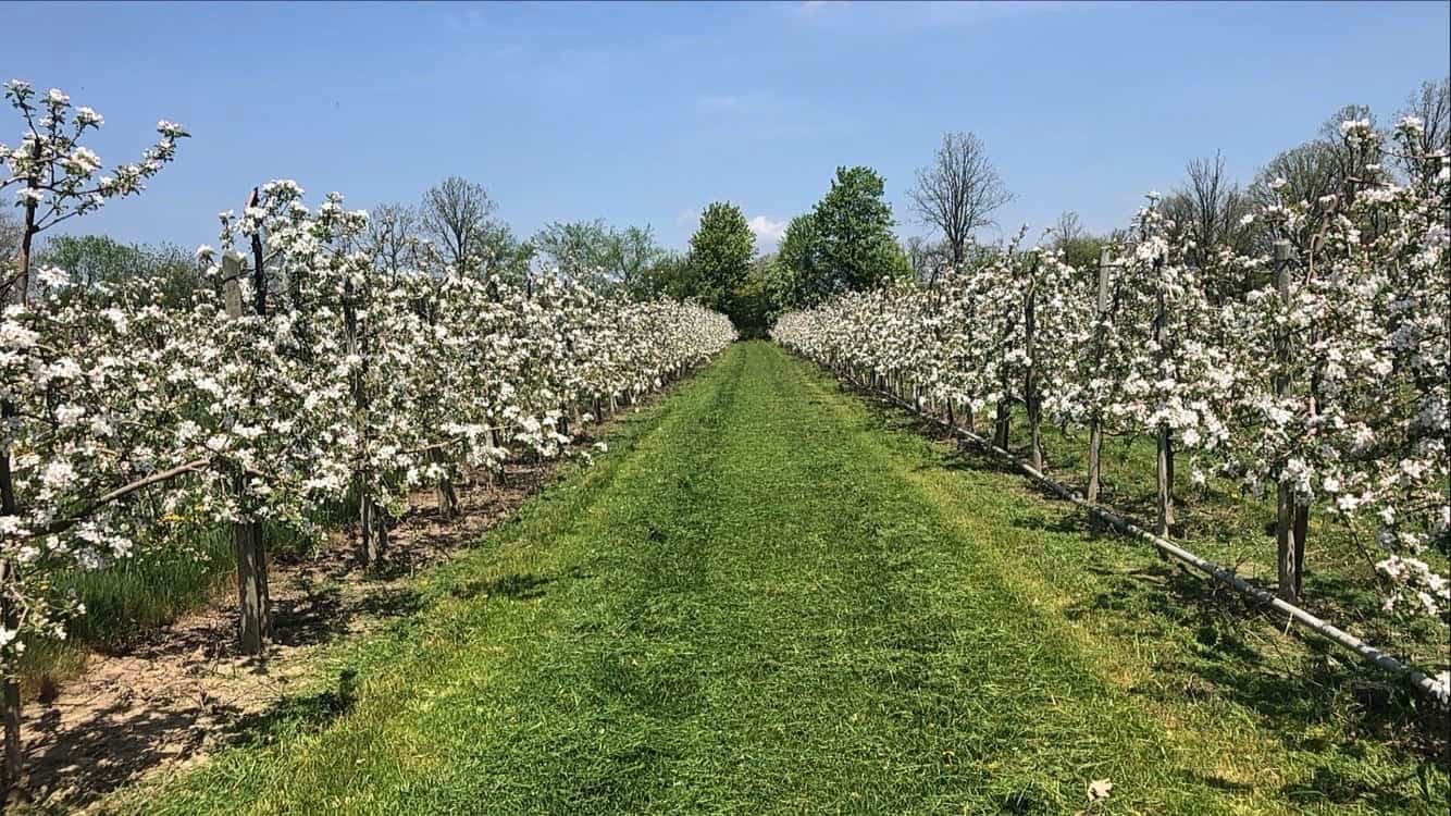 Rows of apple trees in white blossom on either side of a mown grass lane through the orchard