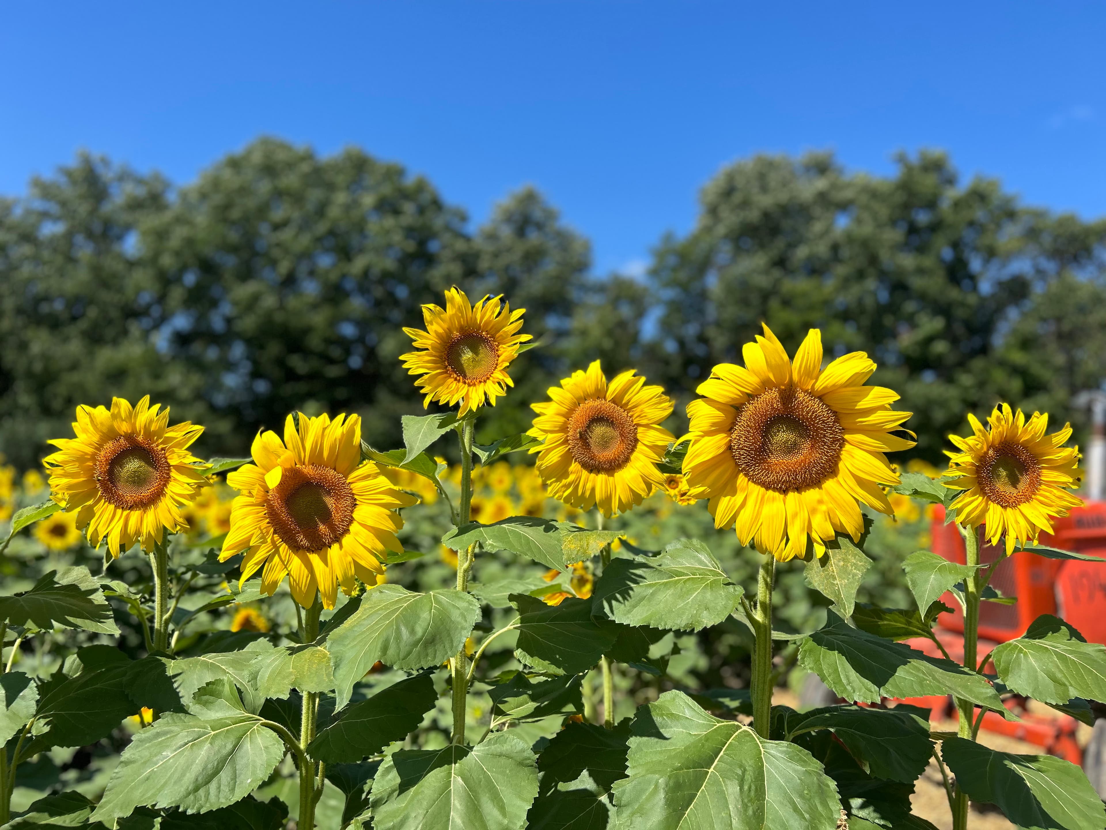 A row of tall sunflowers in full bloom against a blue sky, with more of the sunflower field and trees behind