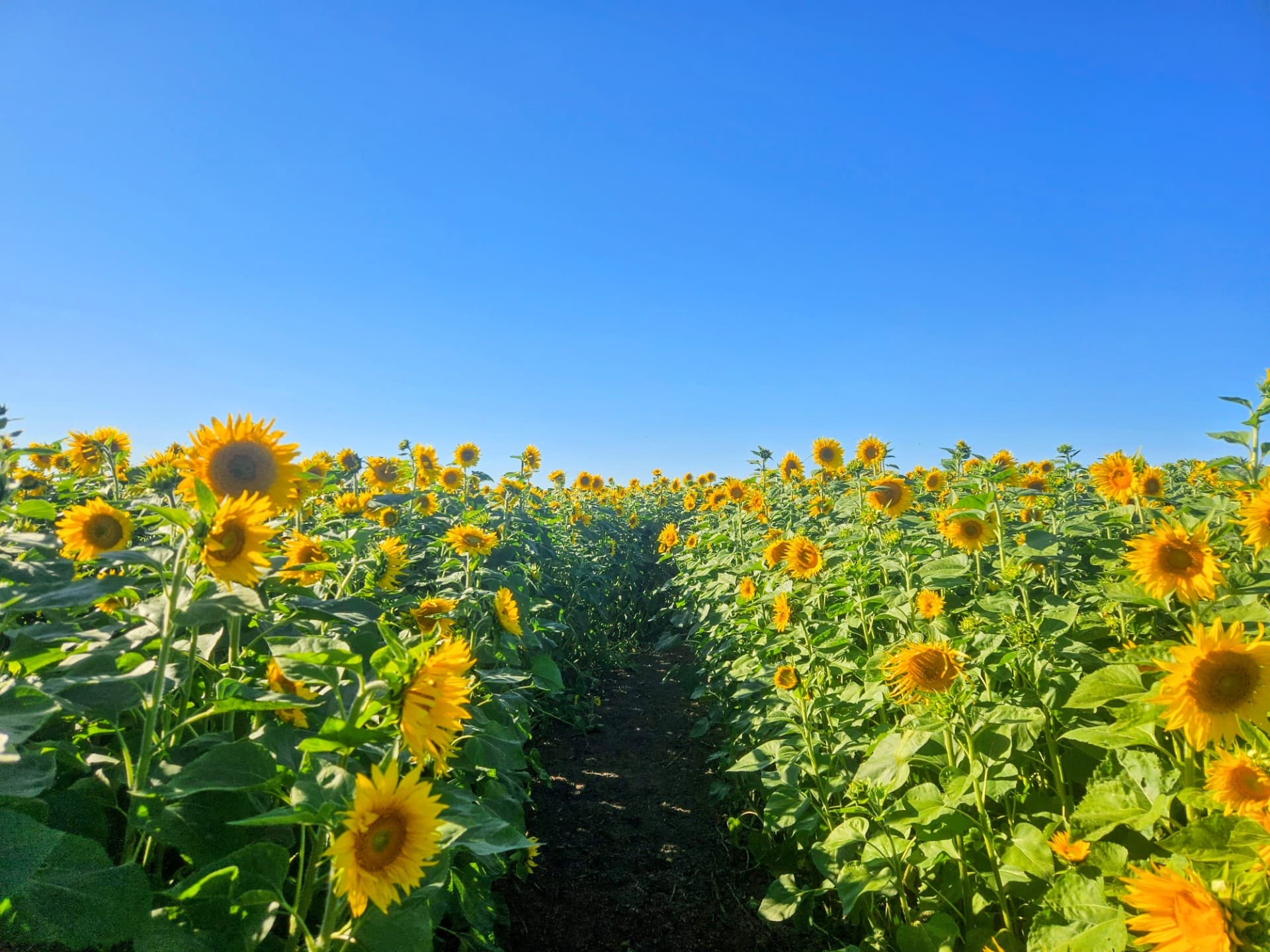 A dirt path runs between rows of sunflowers in full bloom under a clear blue sky