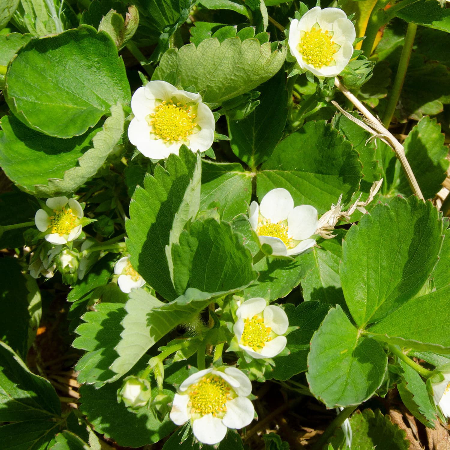 Strawberry plants in flower, white blossoms among green leaves in the pick-your-own patch
