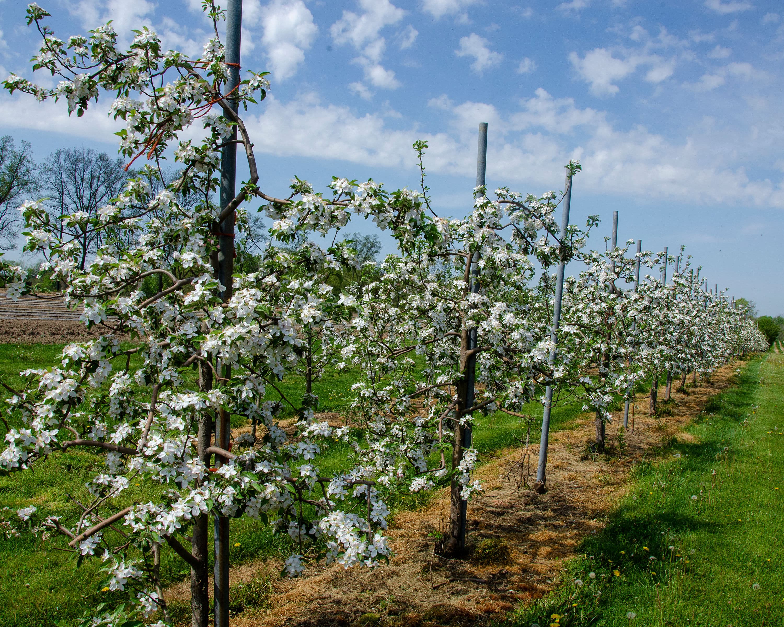 A row of trellised apple trees in white blossom under a blue spring sky