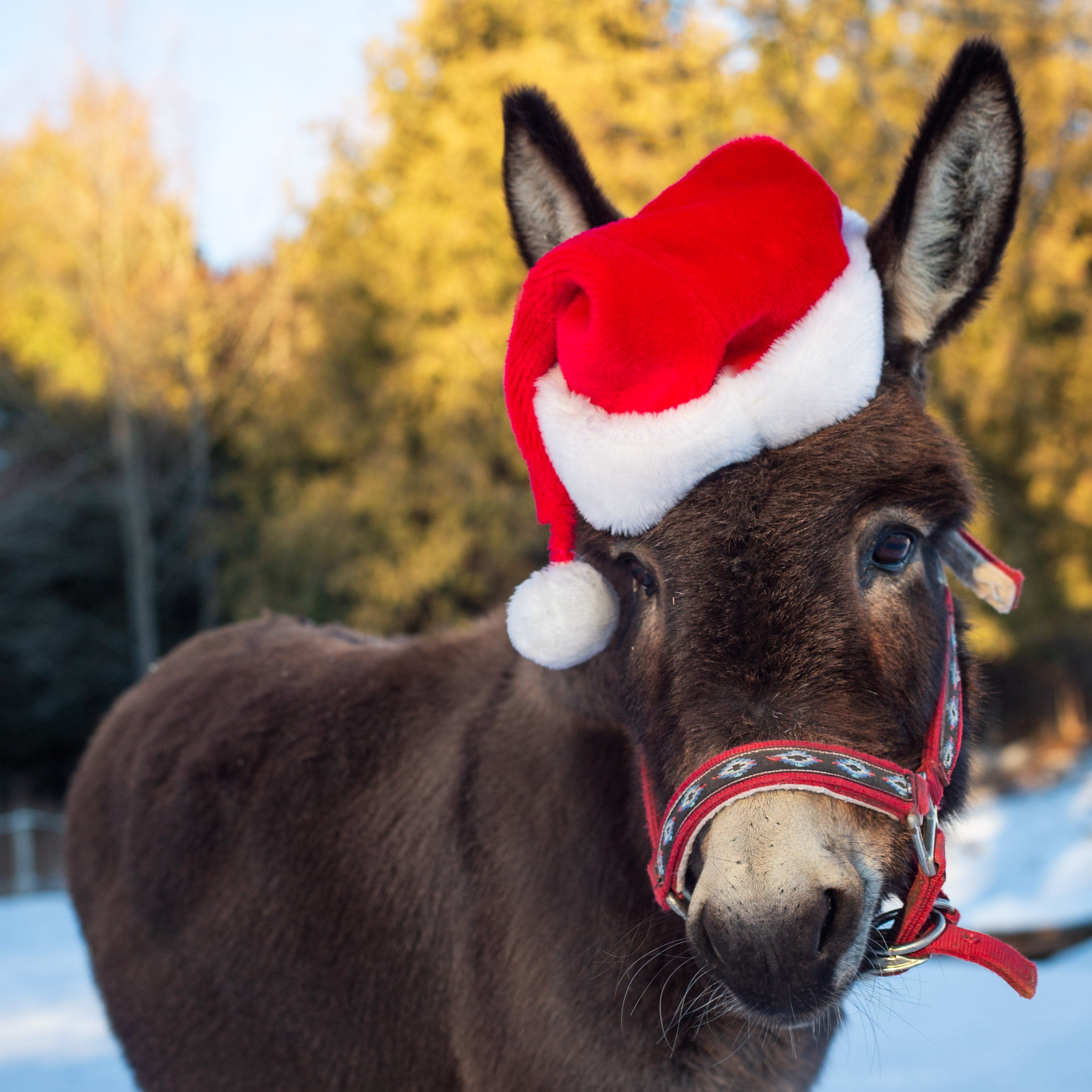 A brown miniature donkey in a Santa hat and red halter, standing in the snow