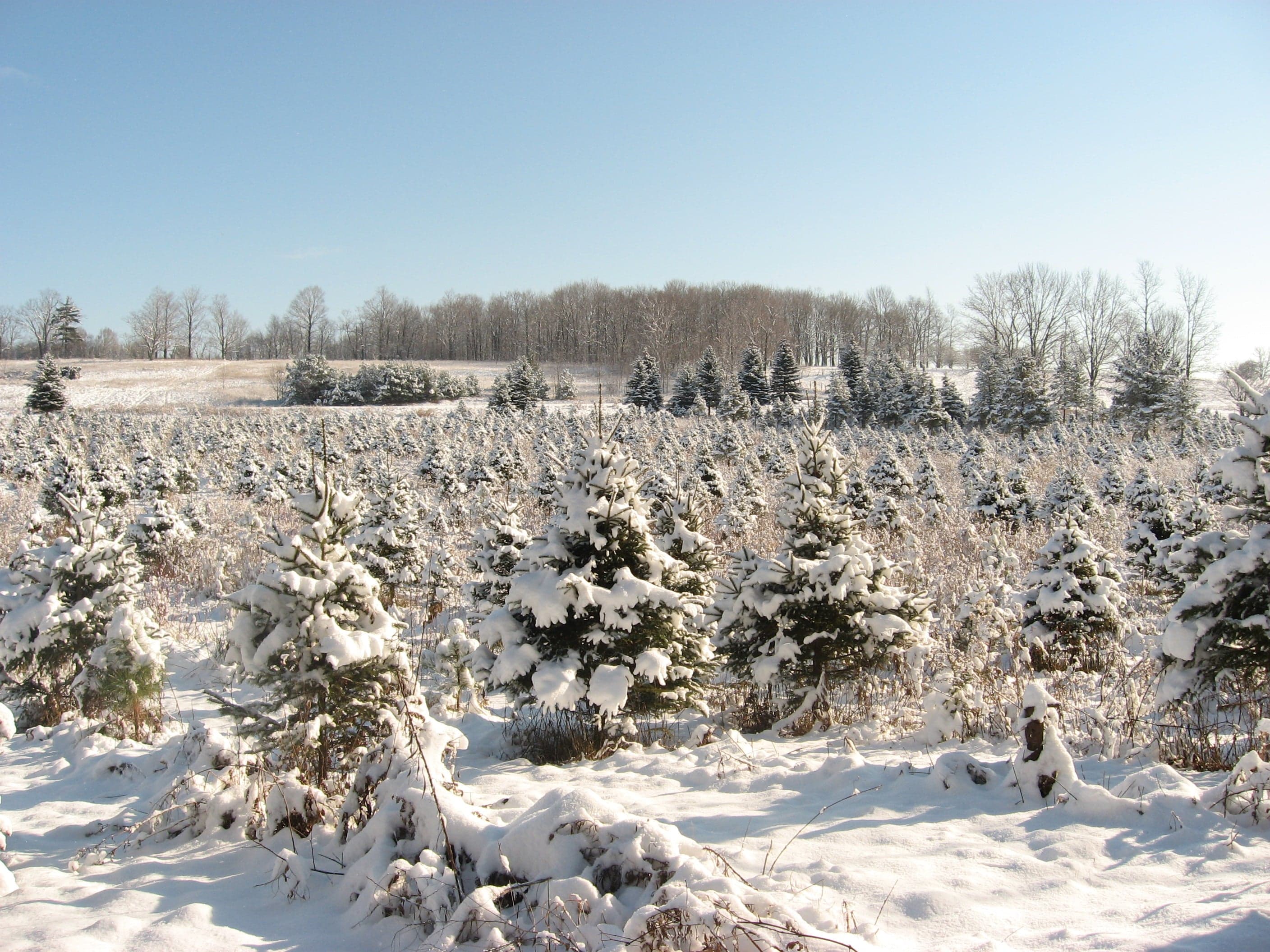 Rows of young spruce trees under fresh snow in the farm's grove, with bare hardwoods on the ridge behind