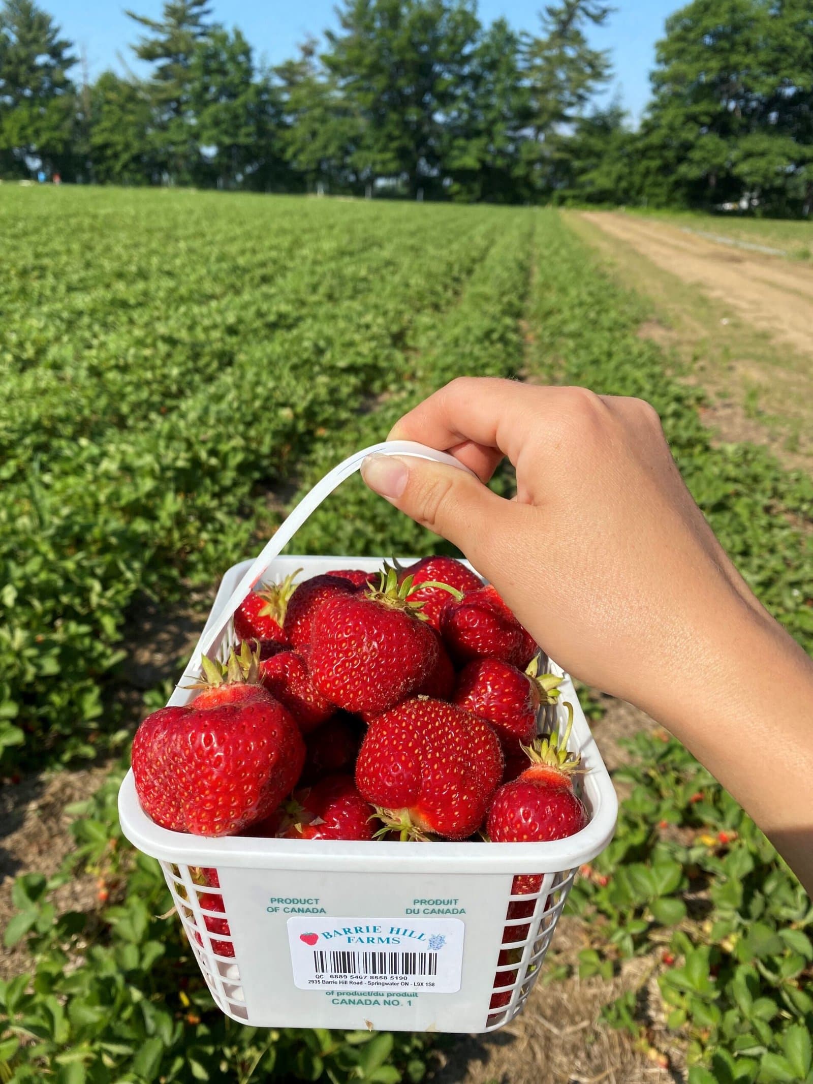 A hand holds up a Barrie Hill Farms basket of ripe strawberries above long rows of strawberry plants, with a farm lane and tall trees behind