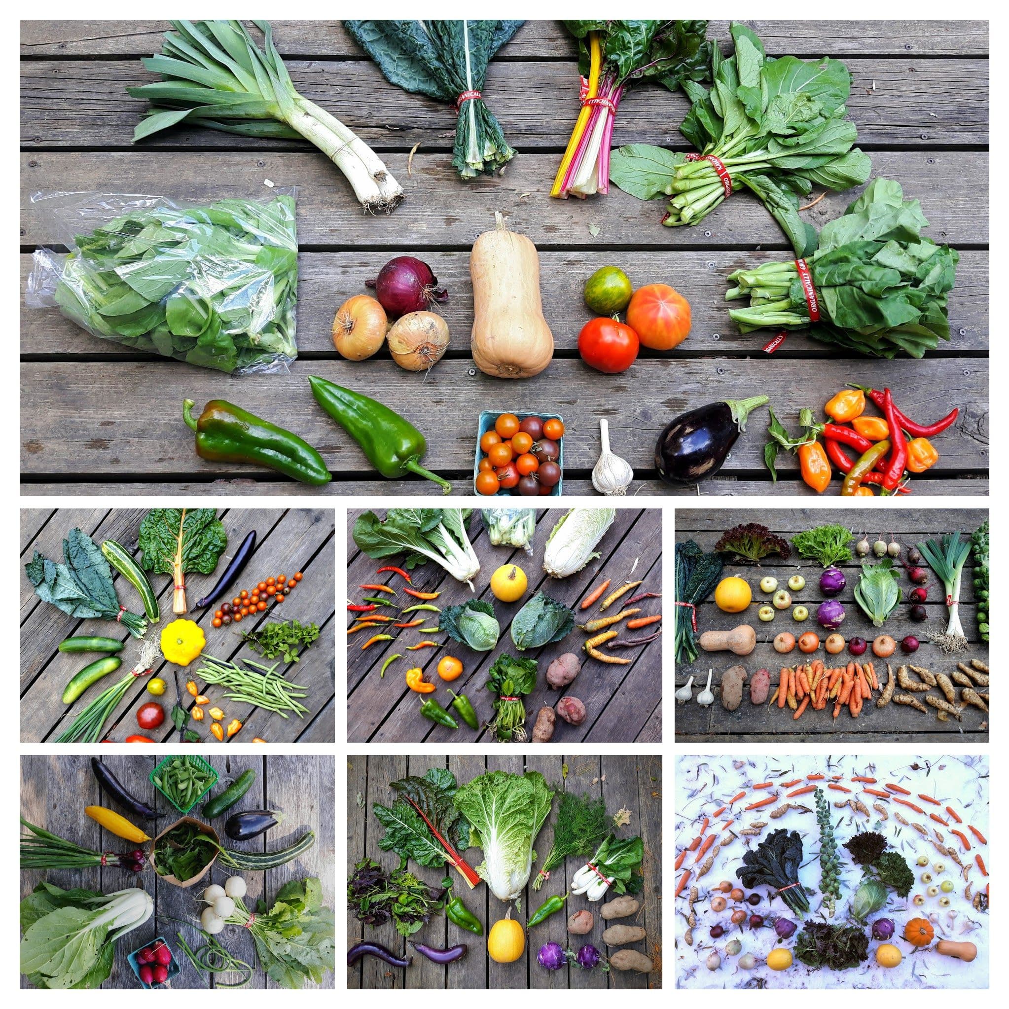 A grid of seven overhead photos of Harvest Share vegetables laid out on wooden boards: leeks, kale, chard, squash, tomatoes, peppers, eggplant and carrots