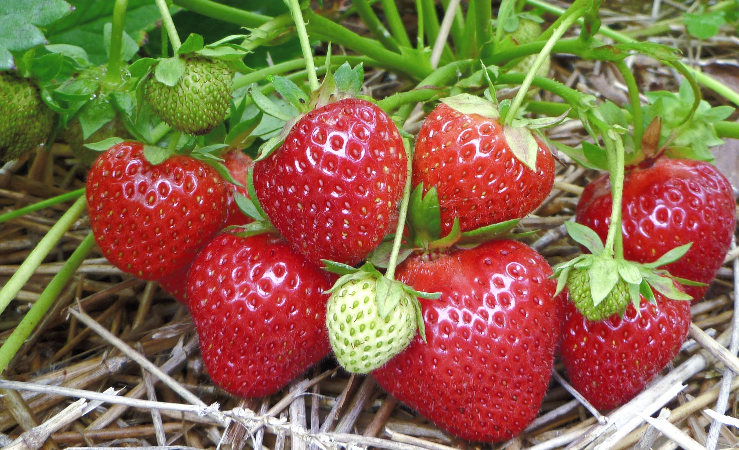 A cluster of ripe red strawberries and a few green ones lying on straw mulch under the plants
