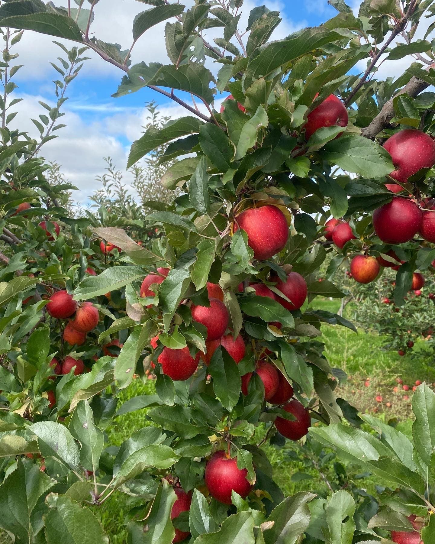 Branches heavy with ripe red apples in the pick-your-own orchard under a blue sky at Brantview Apples & Cider