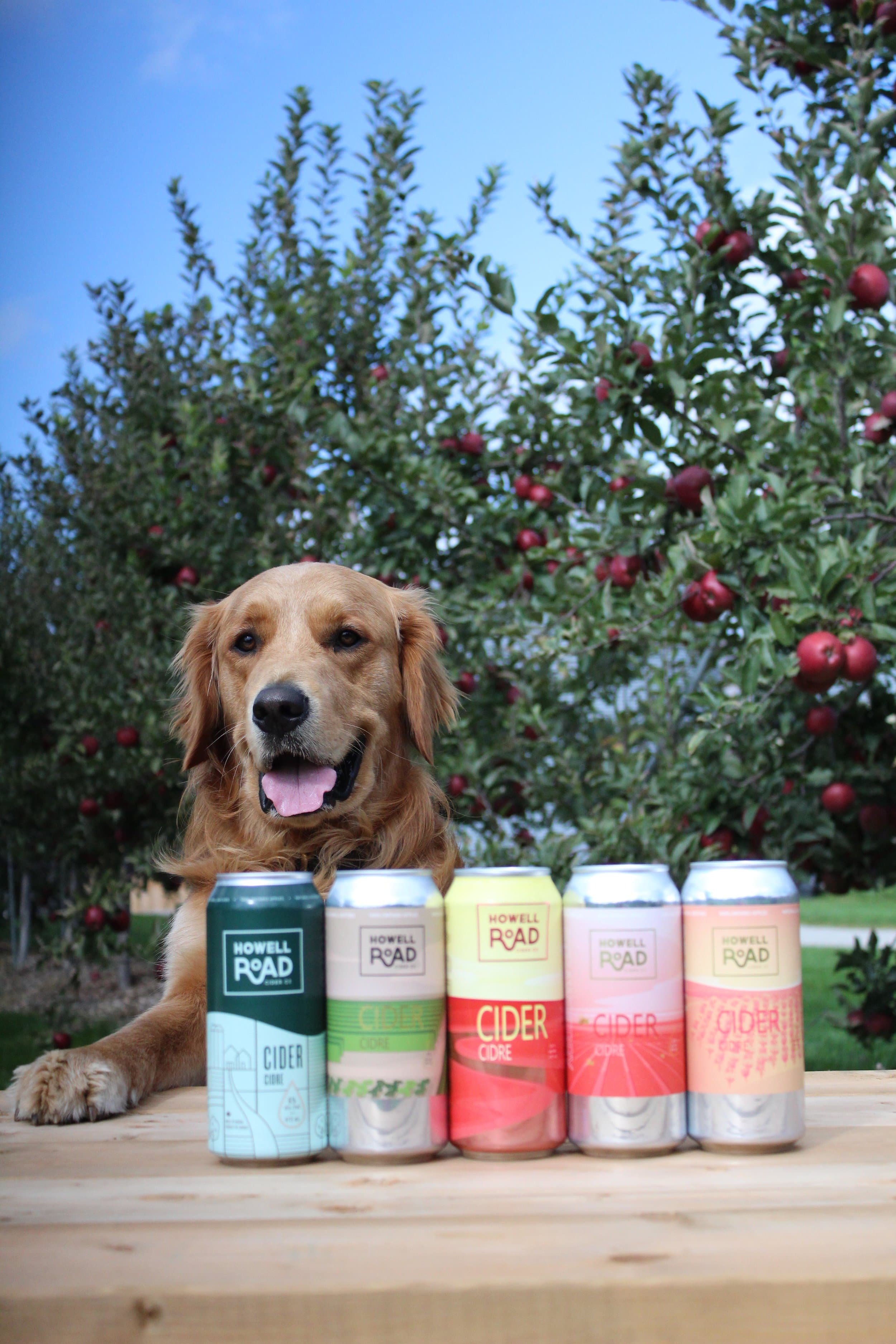 A golden retriever behind a row of five Howell Road cider cans on a wooden table in the apple orchard