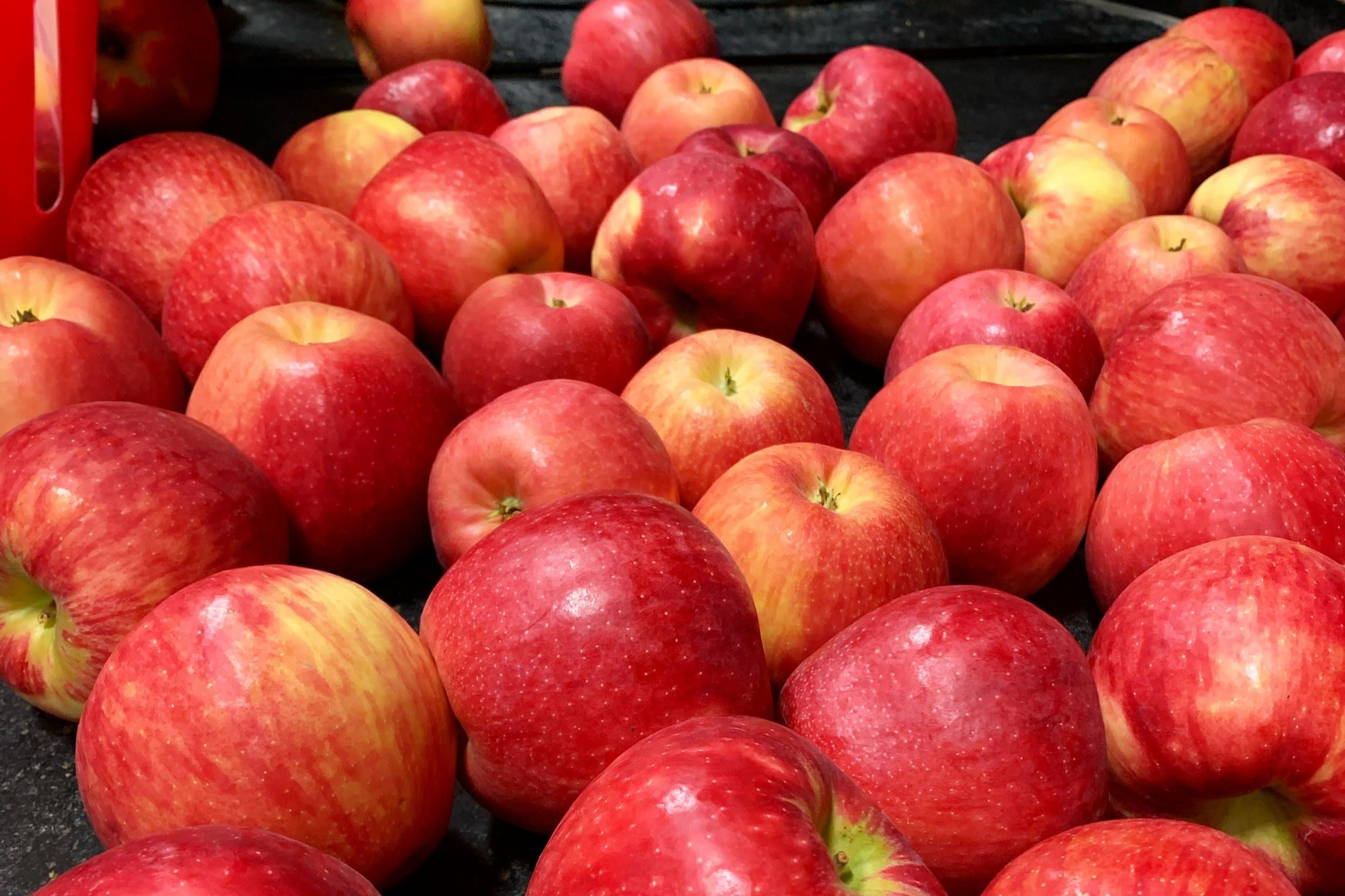 Freshly picked red and yellow-blushed apples piled on a dark surface at Brantview Apples & Cider