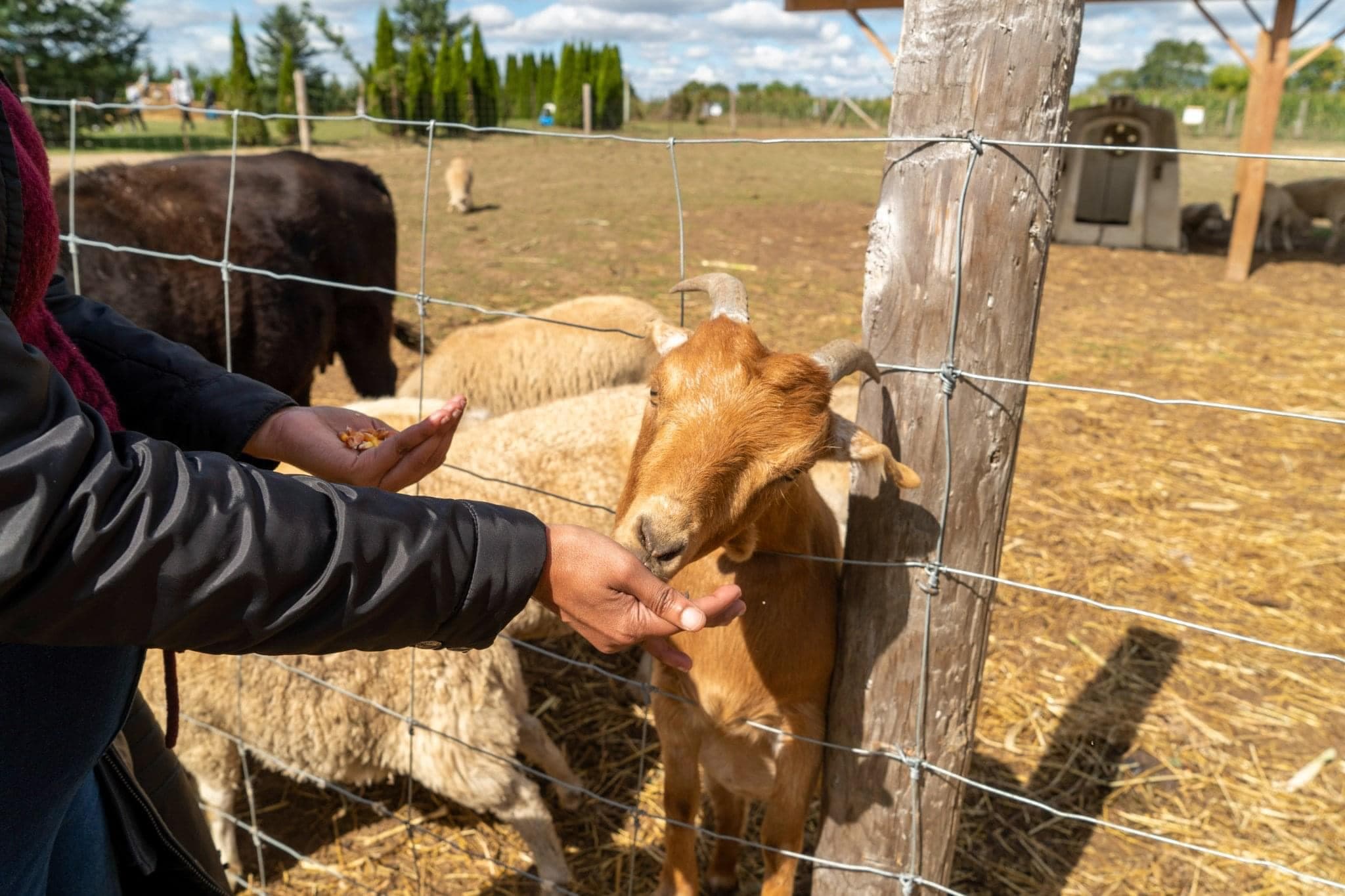 A hand reaches through a wire fence to feed a tan goat, with sheep and a dark cow in the paddock behind