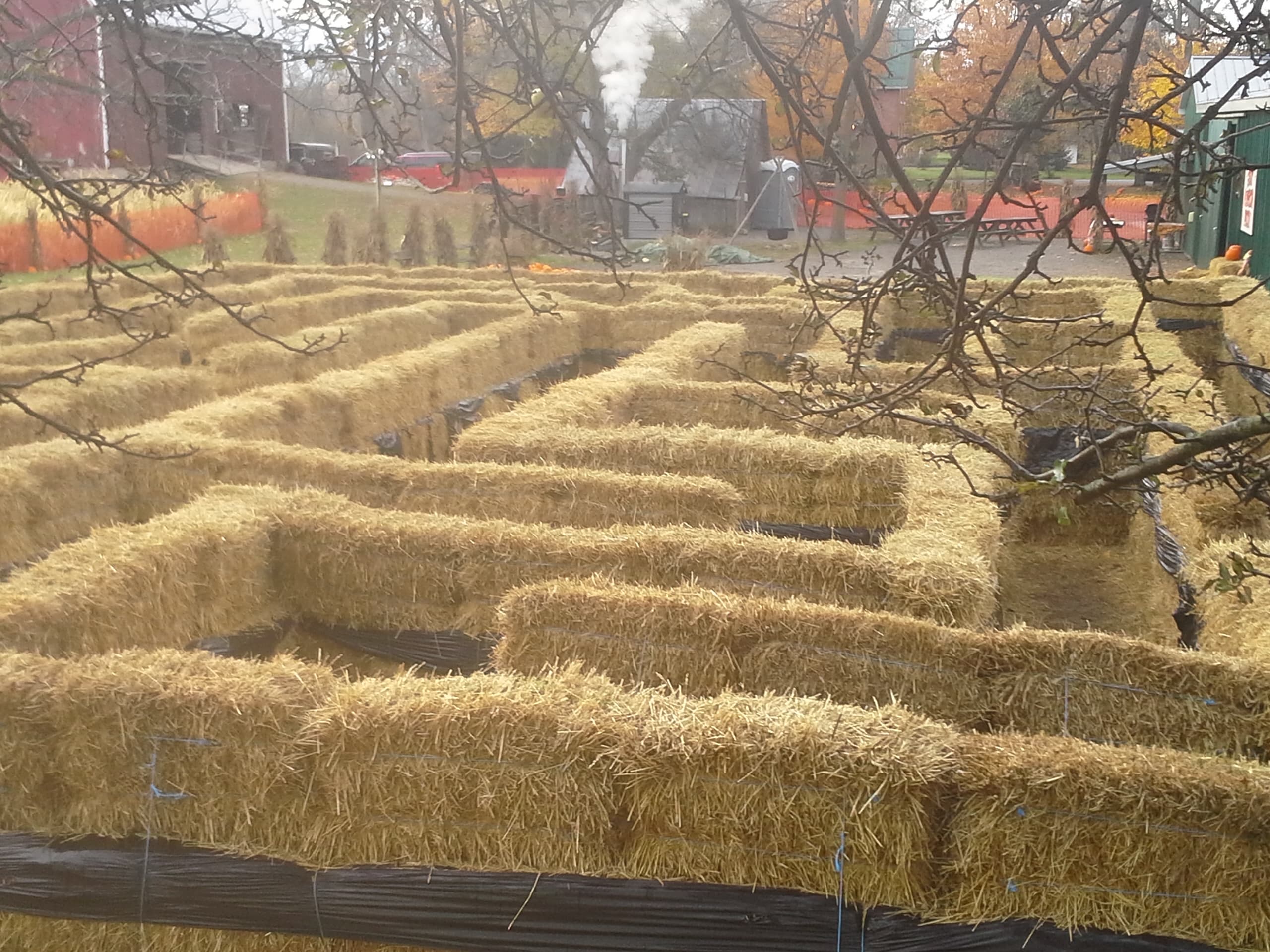 The Great Pumpkin Patch straw maze, rows of straw bales on an overcast fall morning, with the farm's red barn and picnic tables behind