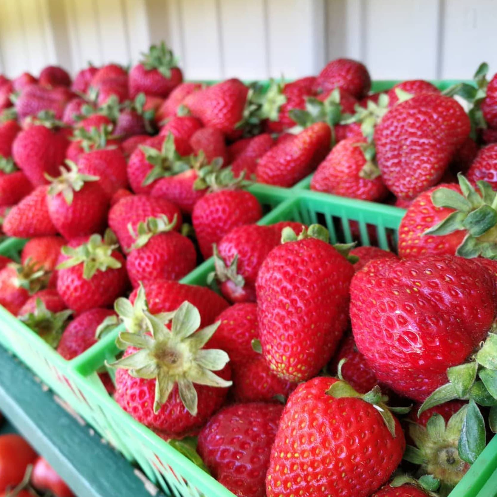 Green quart baskets heaped with ripe red strawberries on a shelf in the Burnham Family Farm Market