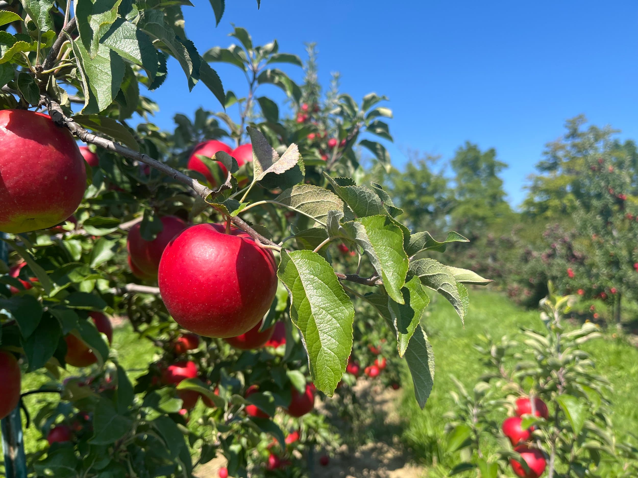 Red apples ripening on a branch in the orchard, with rows of fruit-laden trees under a clear blue sky