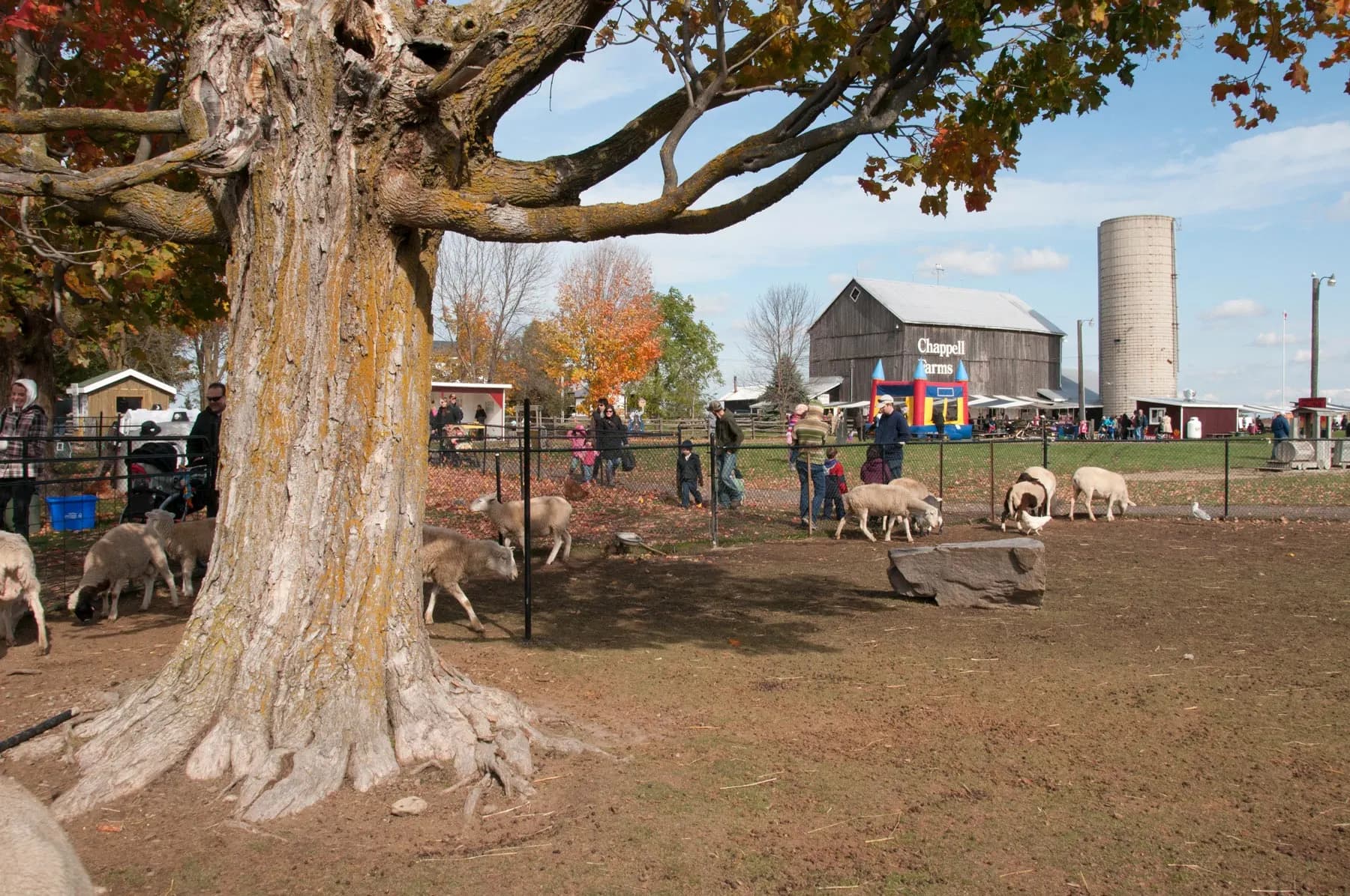 Sheep and a hen in a dirt pen under a big old maple in autumn colour, with the grey Chappell Farms barn, a bouncy castle and a concrete silo behind