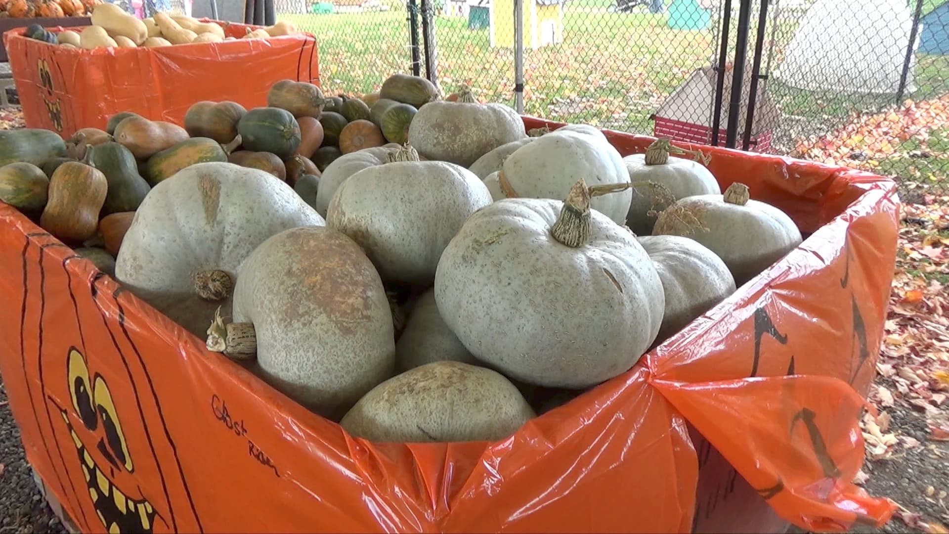 Pale grey-blue squash heaped in an orange jack-o'-lantern bin, with butternut and other winter squash in the bin behind and fallen maple leaves on the ground