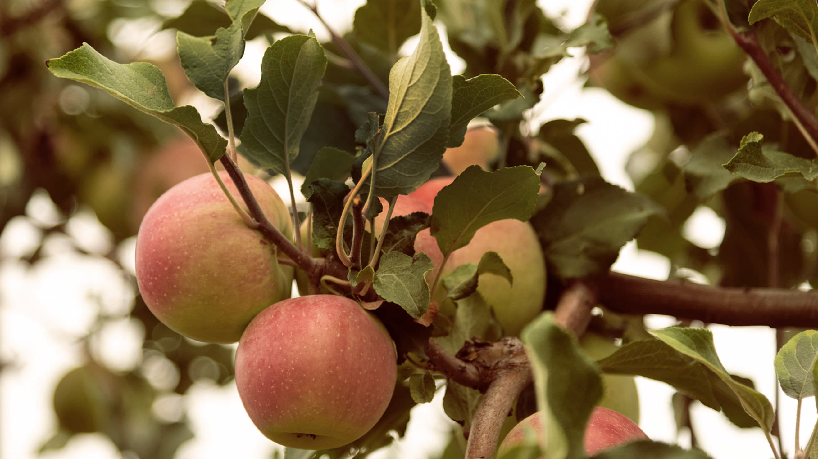 Red-blushed apples ripening on a branch in the orchard