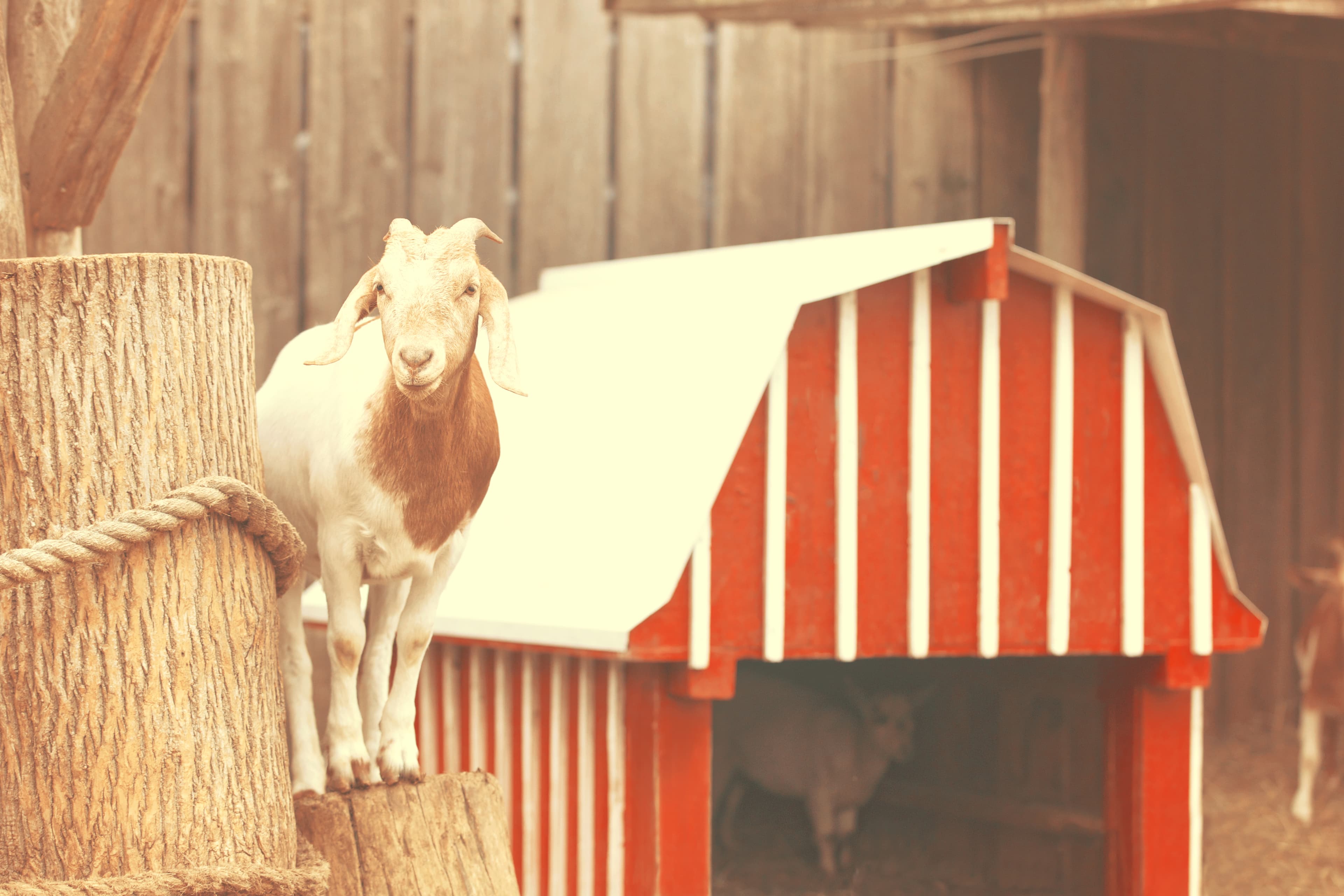 A brown and white goat stands on a tree stump beside a small red and white barn-shaped shelter in the farm animal area