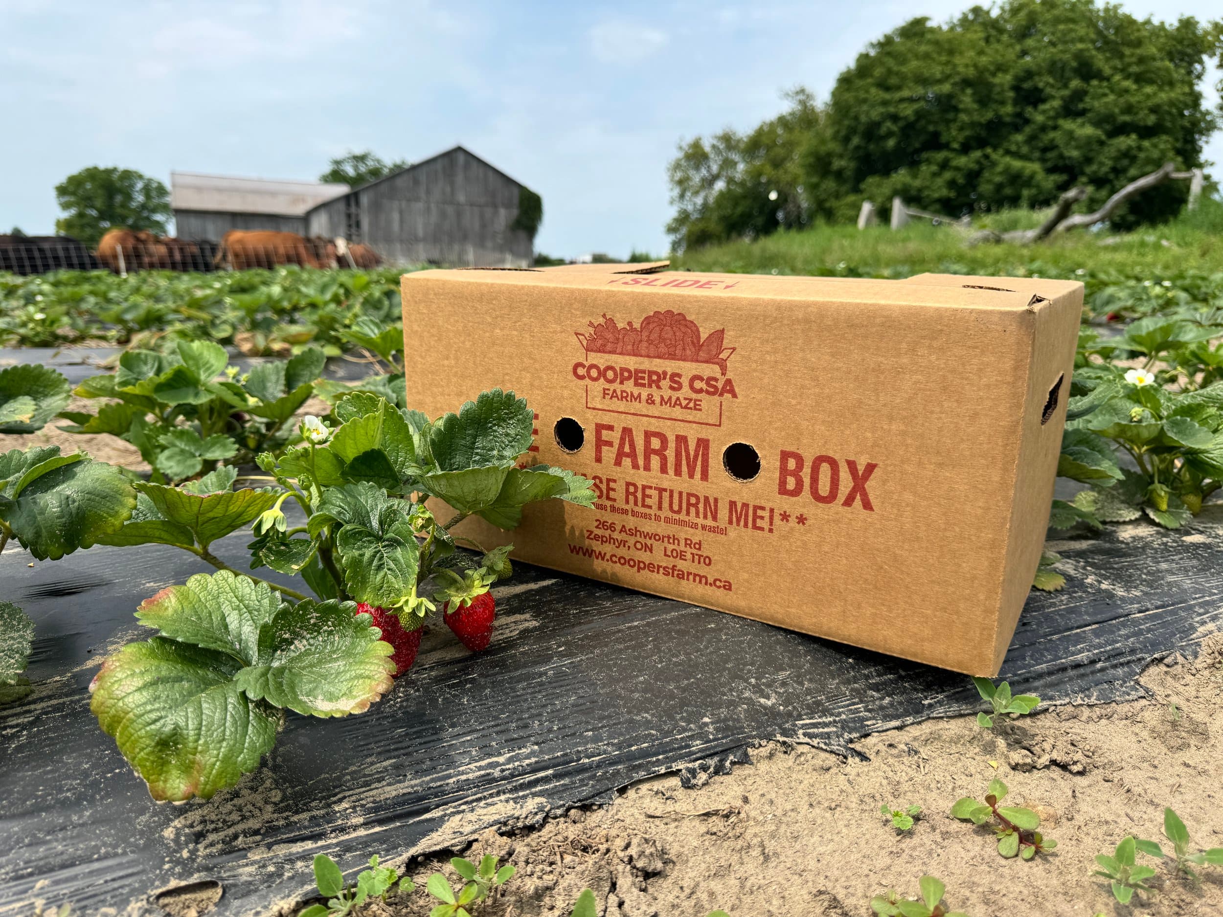 A Cooper's Farm Box sits in a row of ripening strawberries, with a weathered barn and red cattle behind