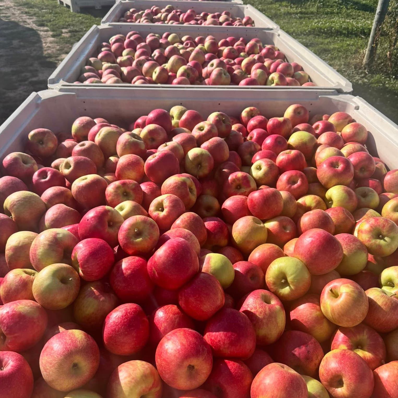 A row of large bulk bins piled with red and yellow apples, sitting on the grass in afternoon sun