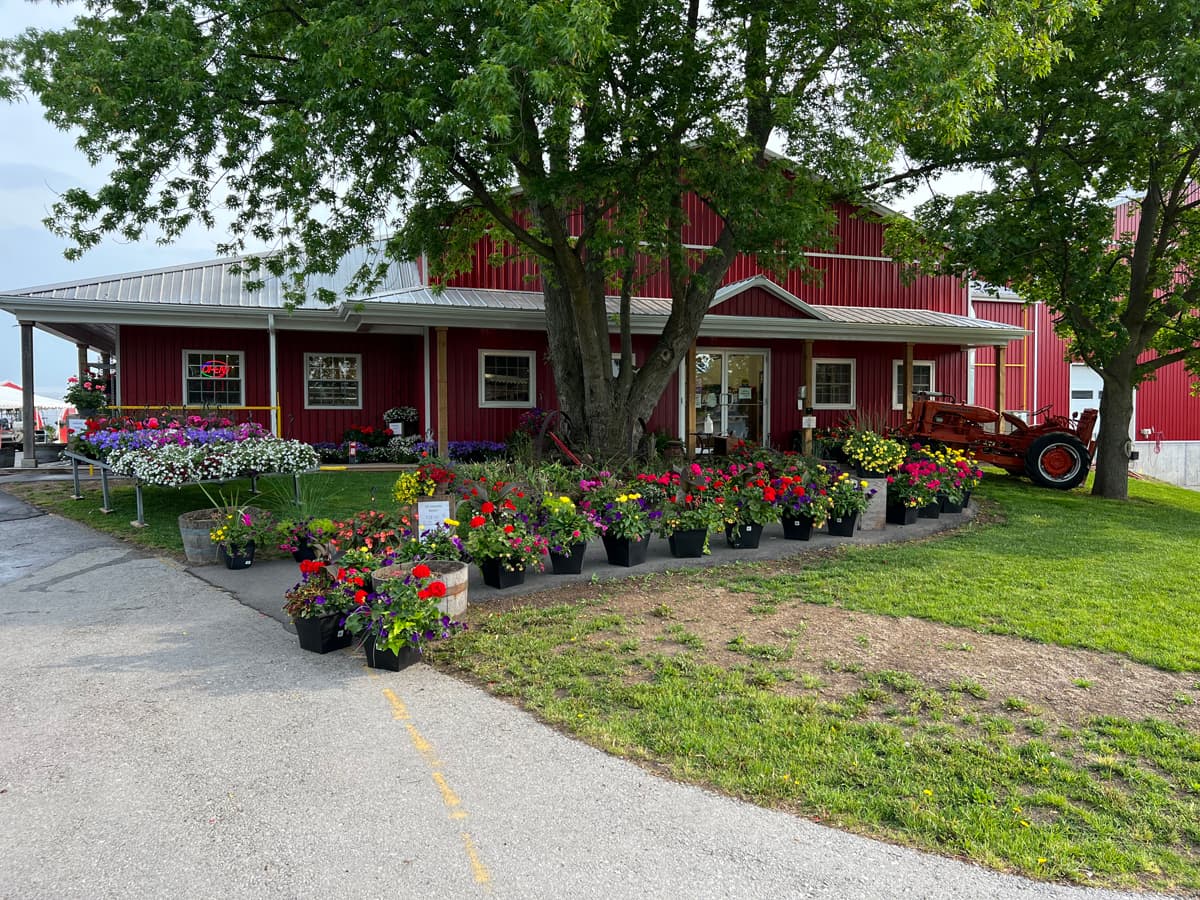 The red farm store under a big shade tree, with planters of flowers out front and an old orange tractor by the door