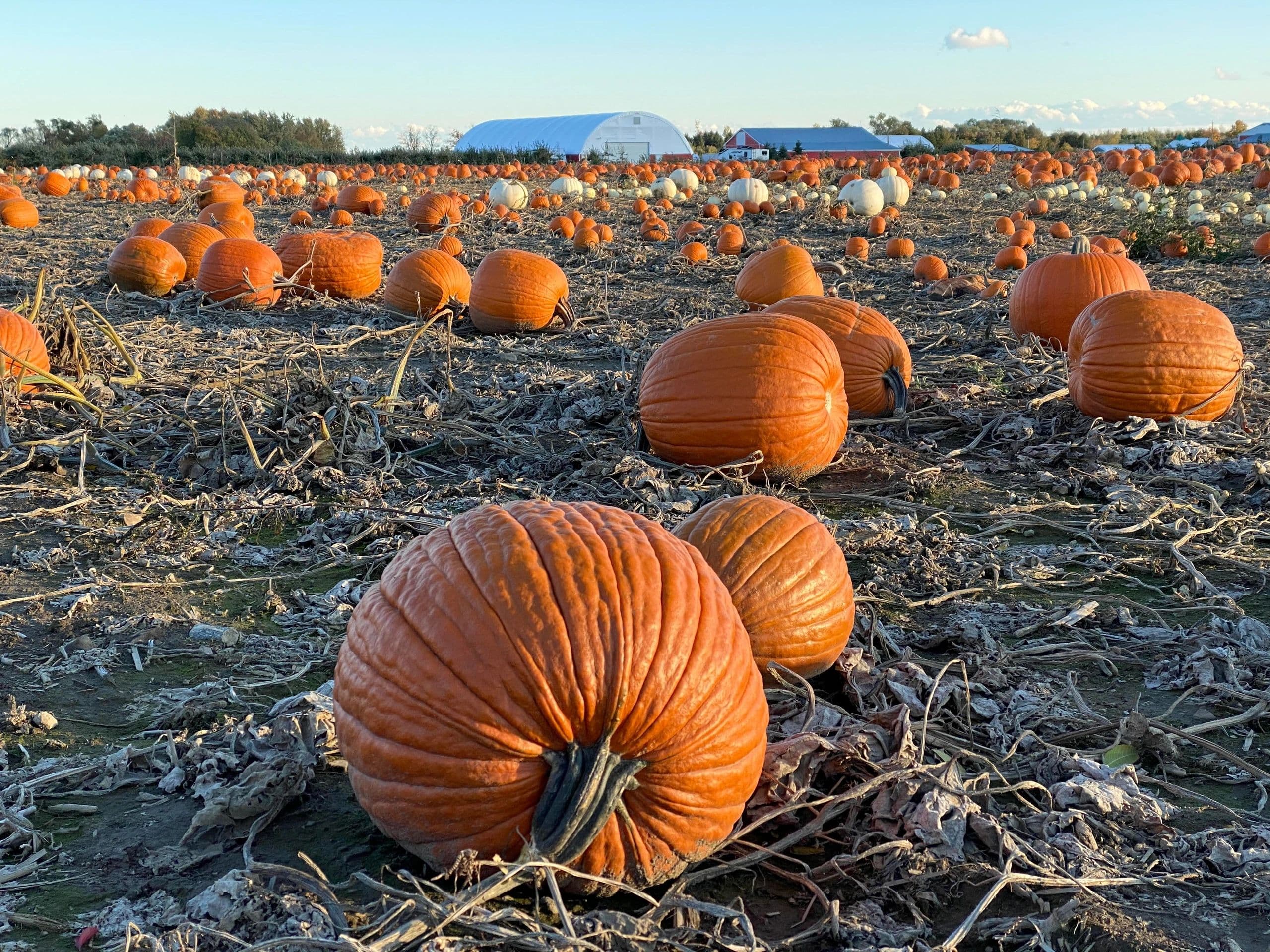 Orange and white pumpkins spread across the patch in low evening sun, with the farm's white storage dome and barns on the horizon