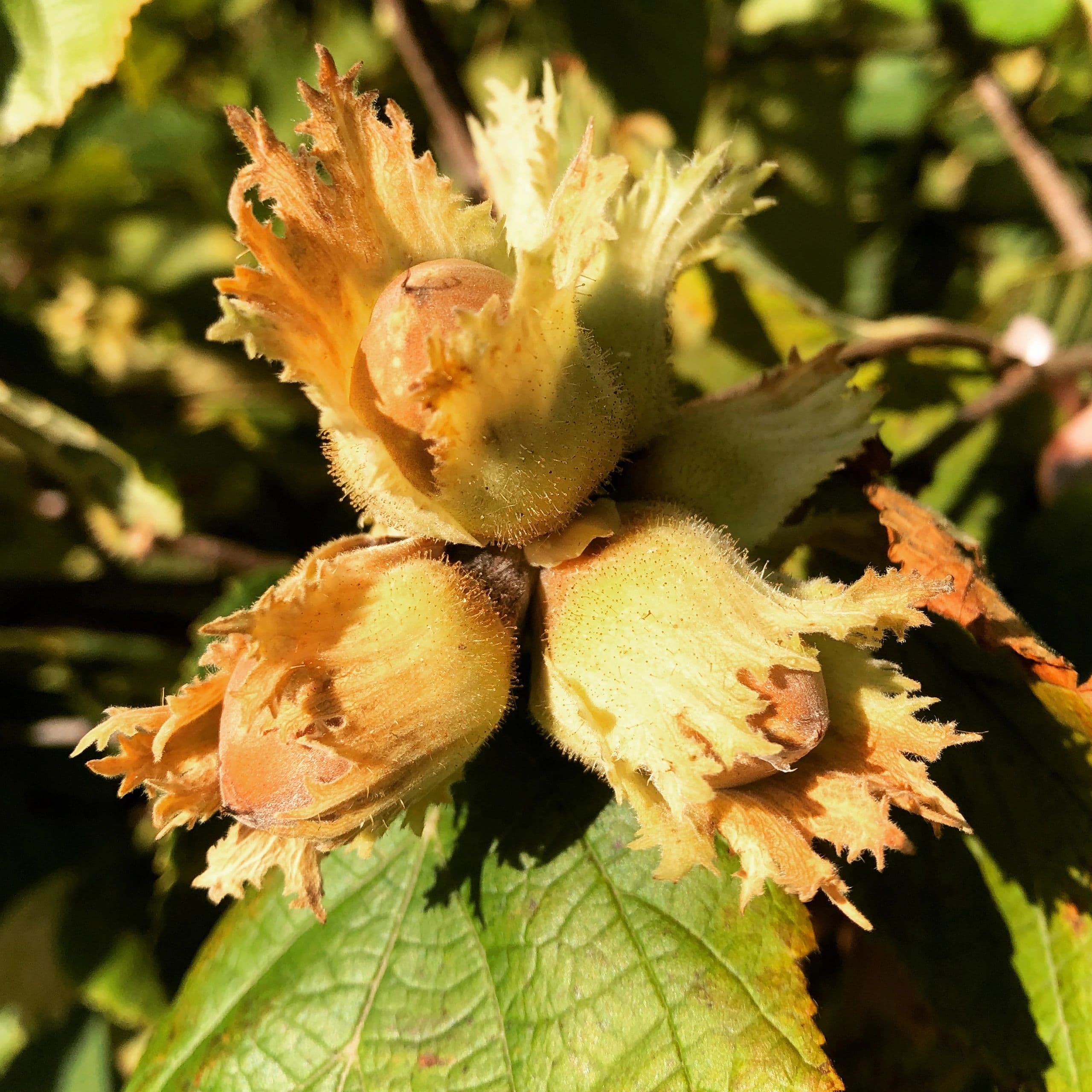 A cluster of three ripening hazelnuts in their frilled green husks on the branch