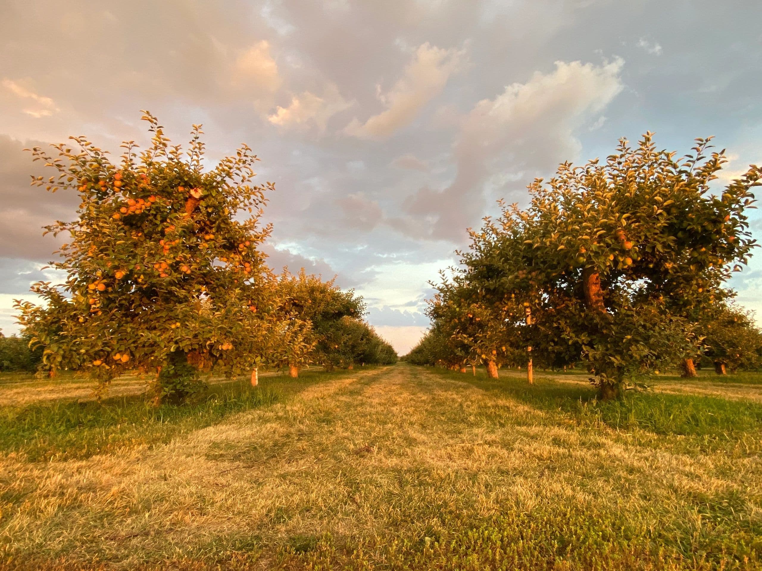 Two rows of apple trees hung with fruit under a pink evening sky, with a mown lane running between them
