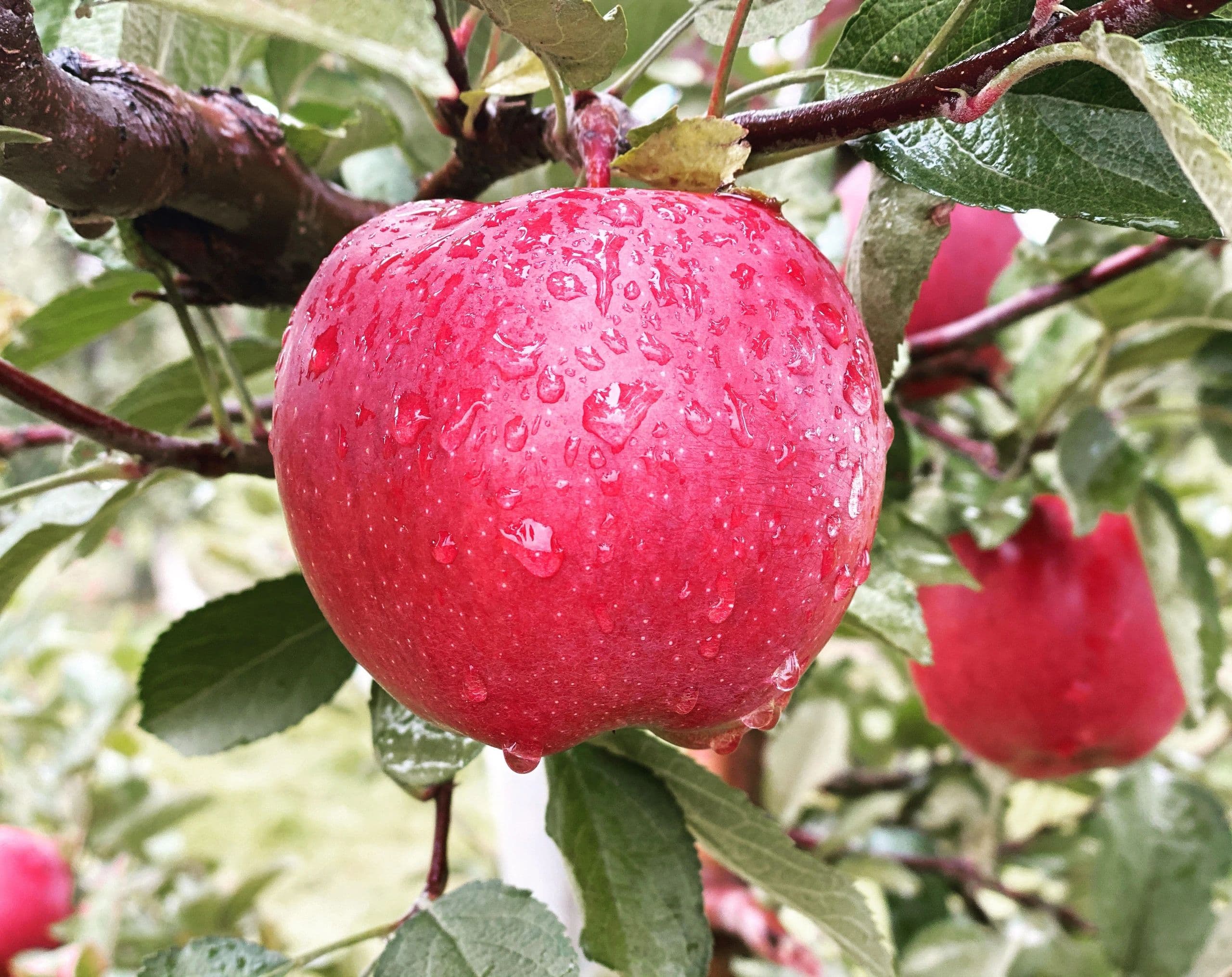 A rain-wet red apple hangs from a branch among green leaves, with more red apples behind it