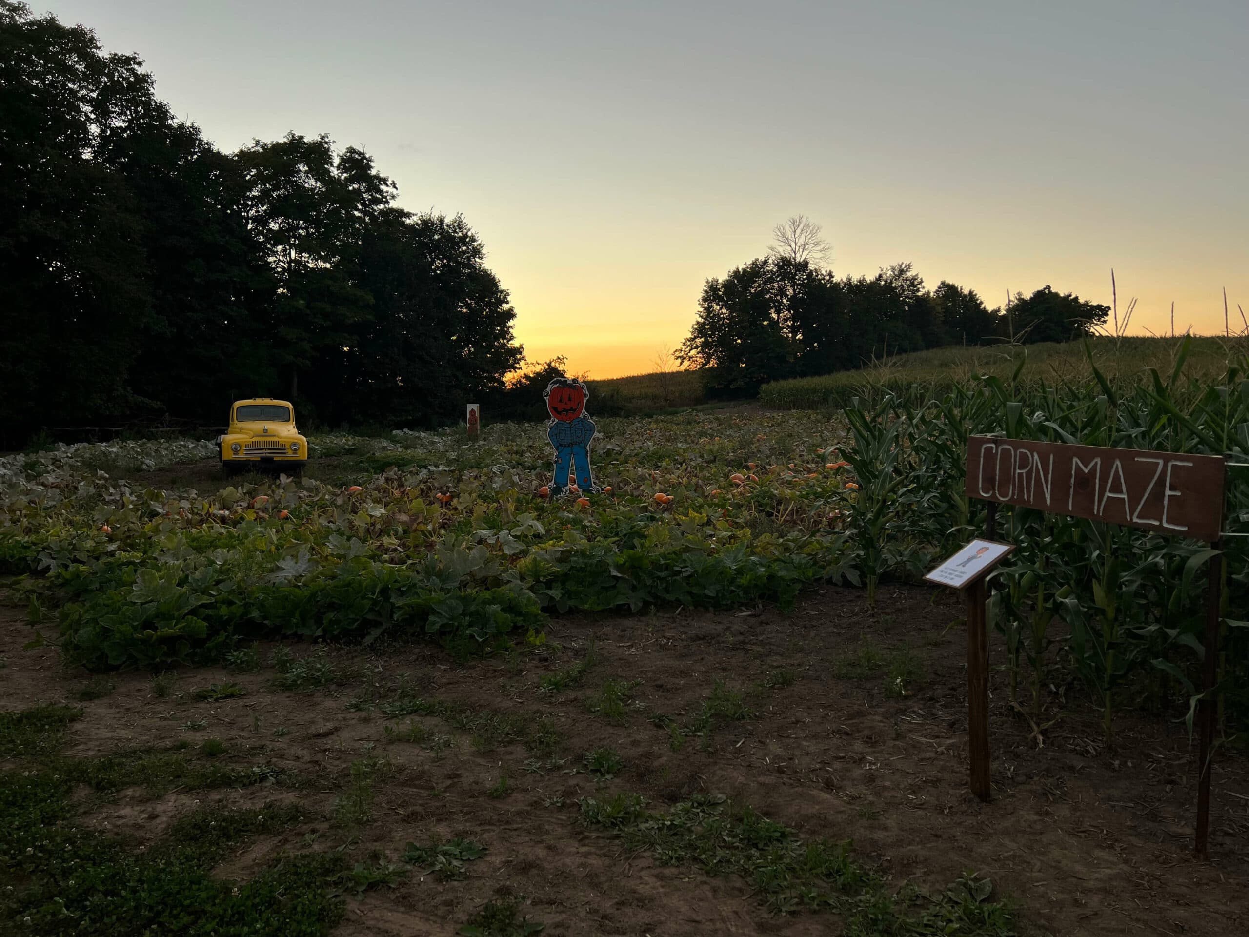 The pumpkin patch at dusk, with a yellow vintage truck, a jack-o'-lantern cut-out and a wooden Corn Maze sign at the edge of the corn