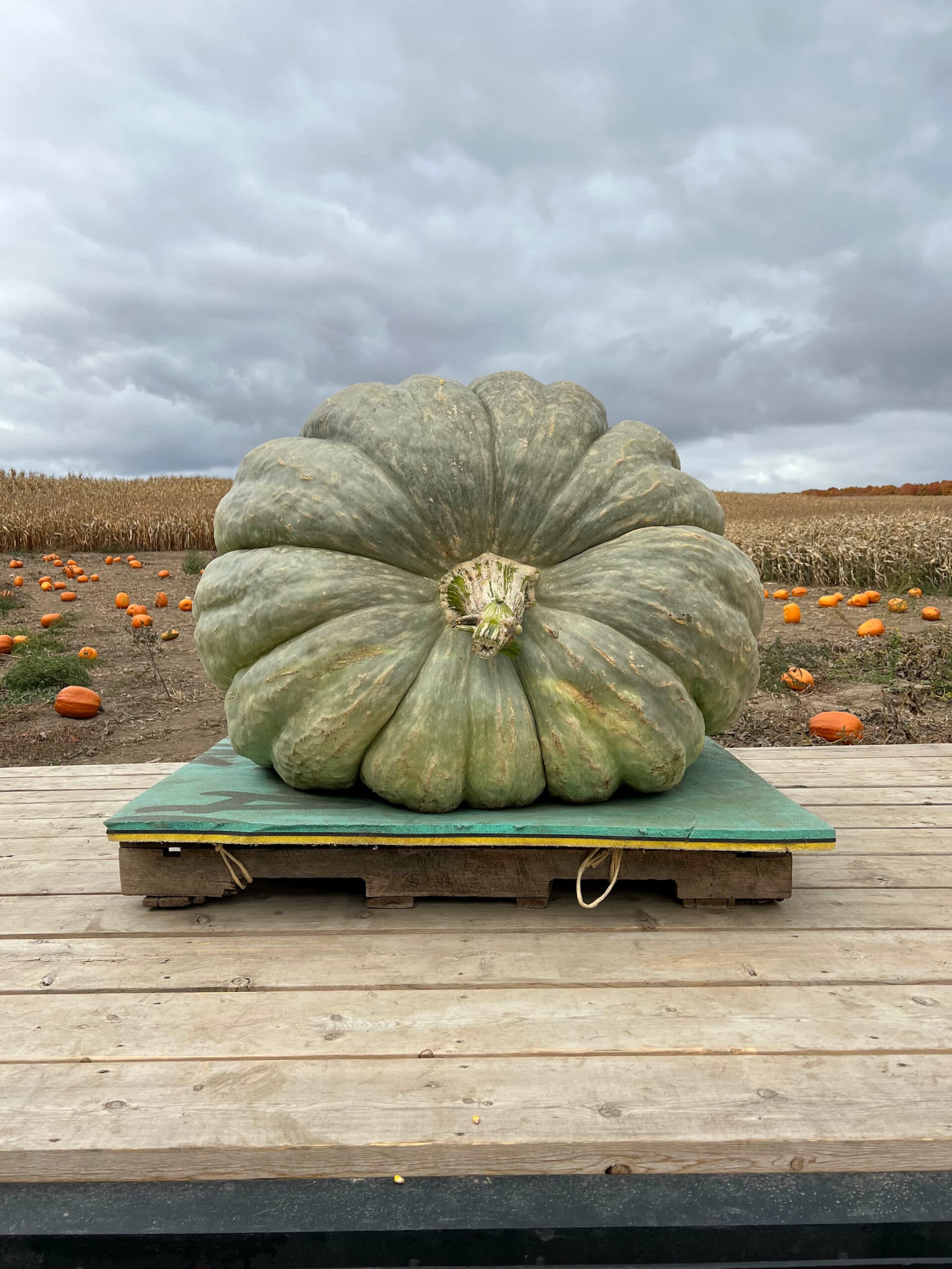 A giant pale green pumpkin on a pallet on a wooden wagon bed, with orange pumpkins in the patch and dry corn behind under a grey sky