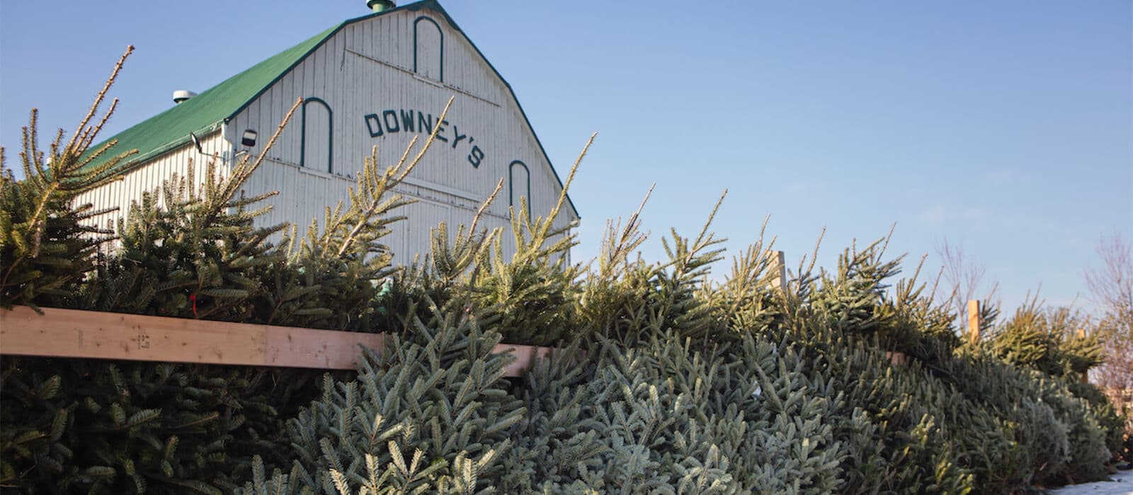 Pre-cut Christmas trees stacked along a wooden rail in front of the white Downey's barn with its green roof