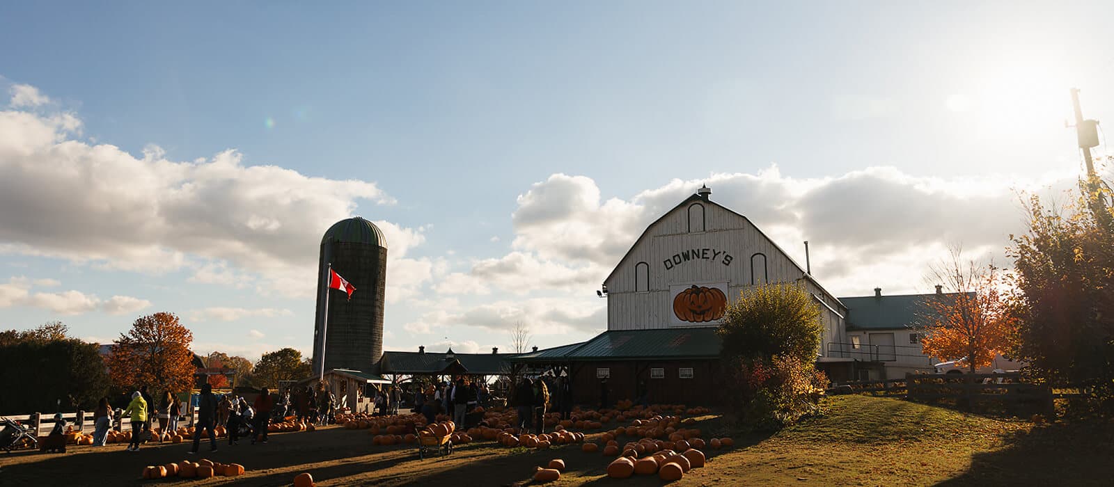 Rows of orange pumpkins on the lawn in front of Downey's white barn, painted with a jack-o'-lantern, beside a green-domed silo flying the Canadian flag on a sunny fall afternoon