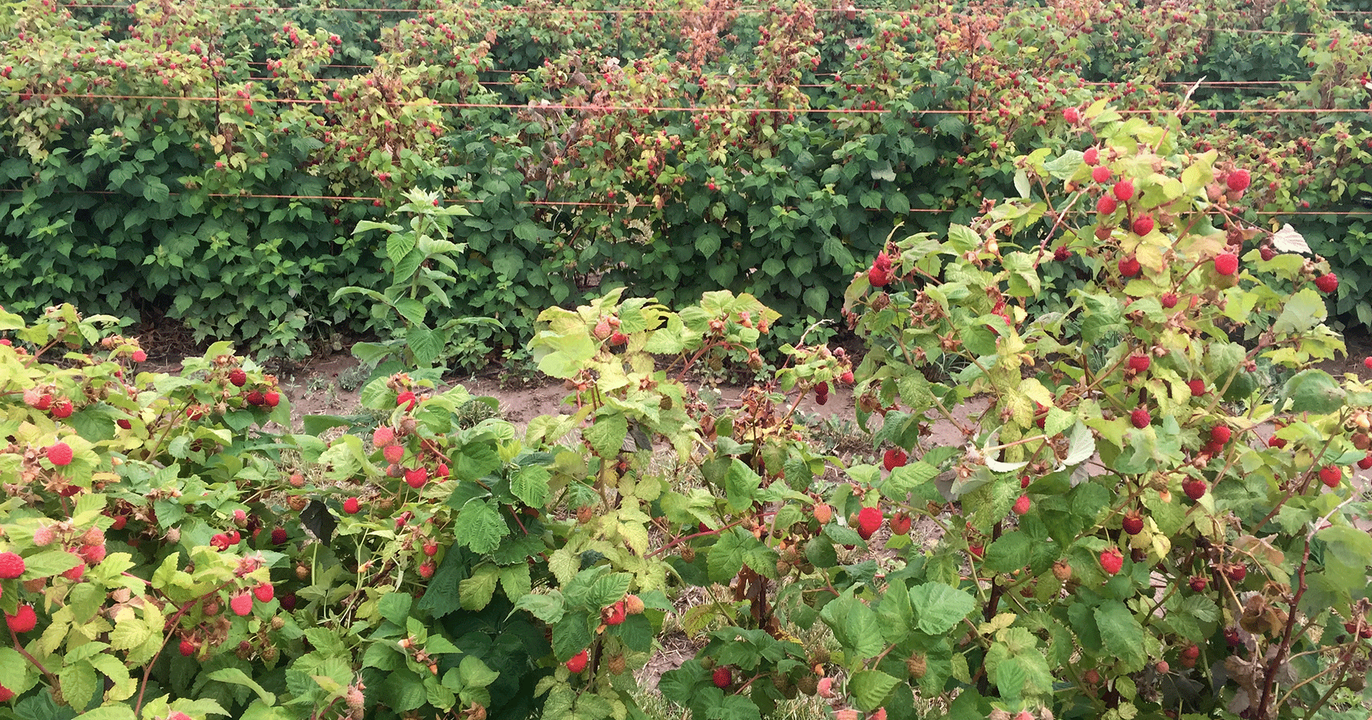 Raspberry canes on trellis wires, heavy with ripe red berries