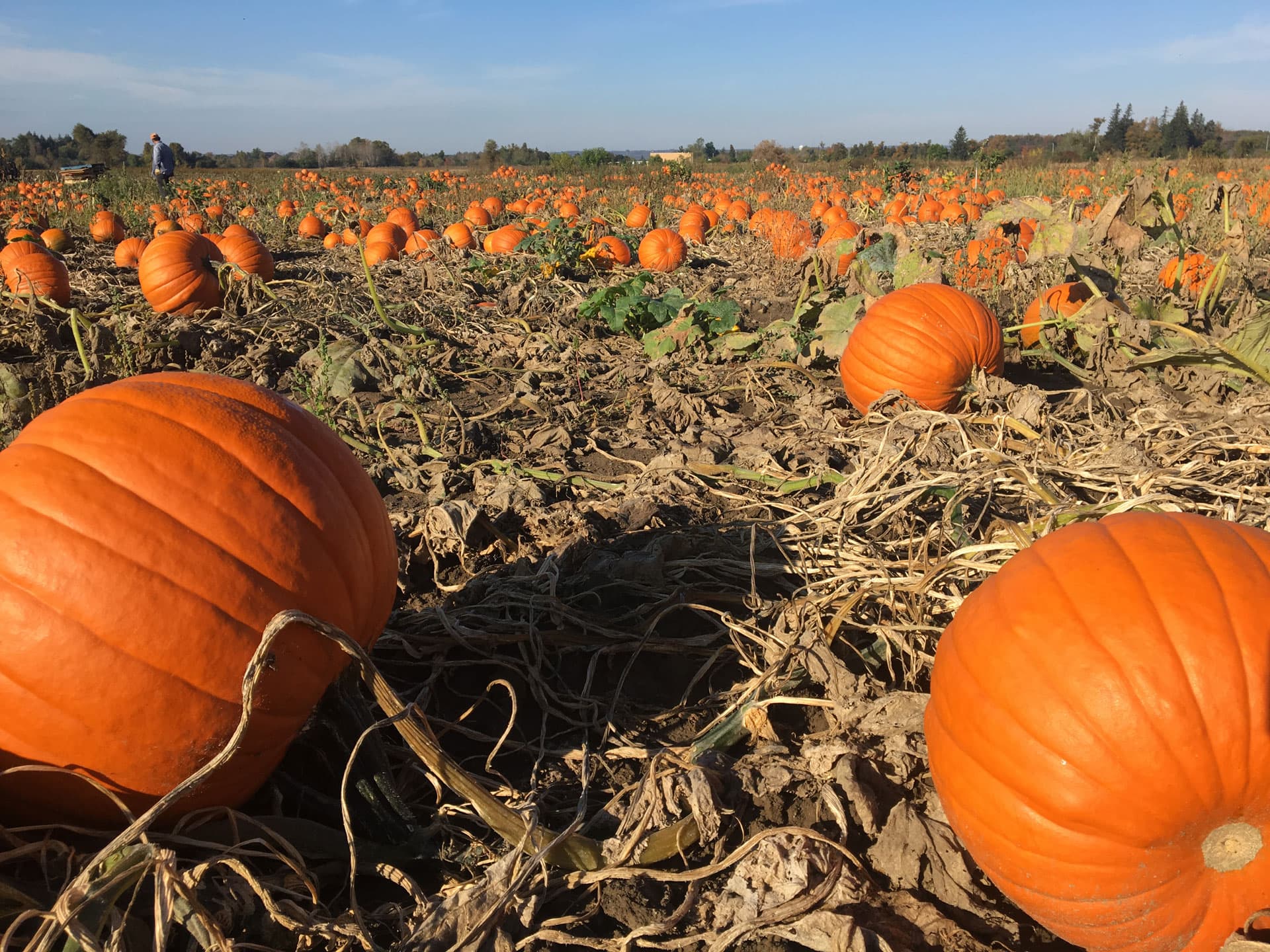 Ripe orange pumpkins scattered among dried vines across a wide pumpkin patch under a clear autumn sky
