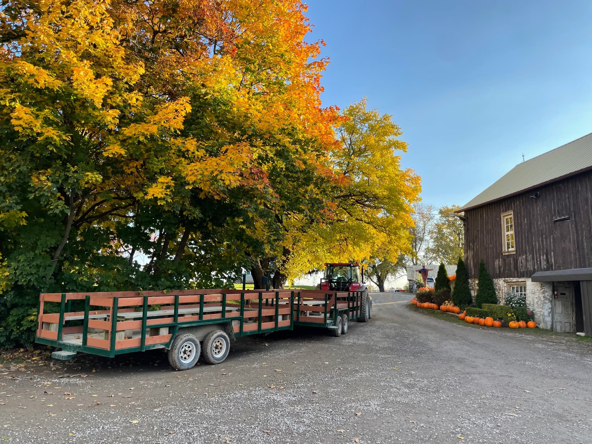 Two red and green hay wagons hitched to a tractor under orange and yellow autumn maples, beside a weathered wooden barn lined with pumpkins