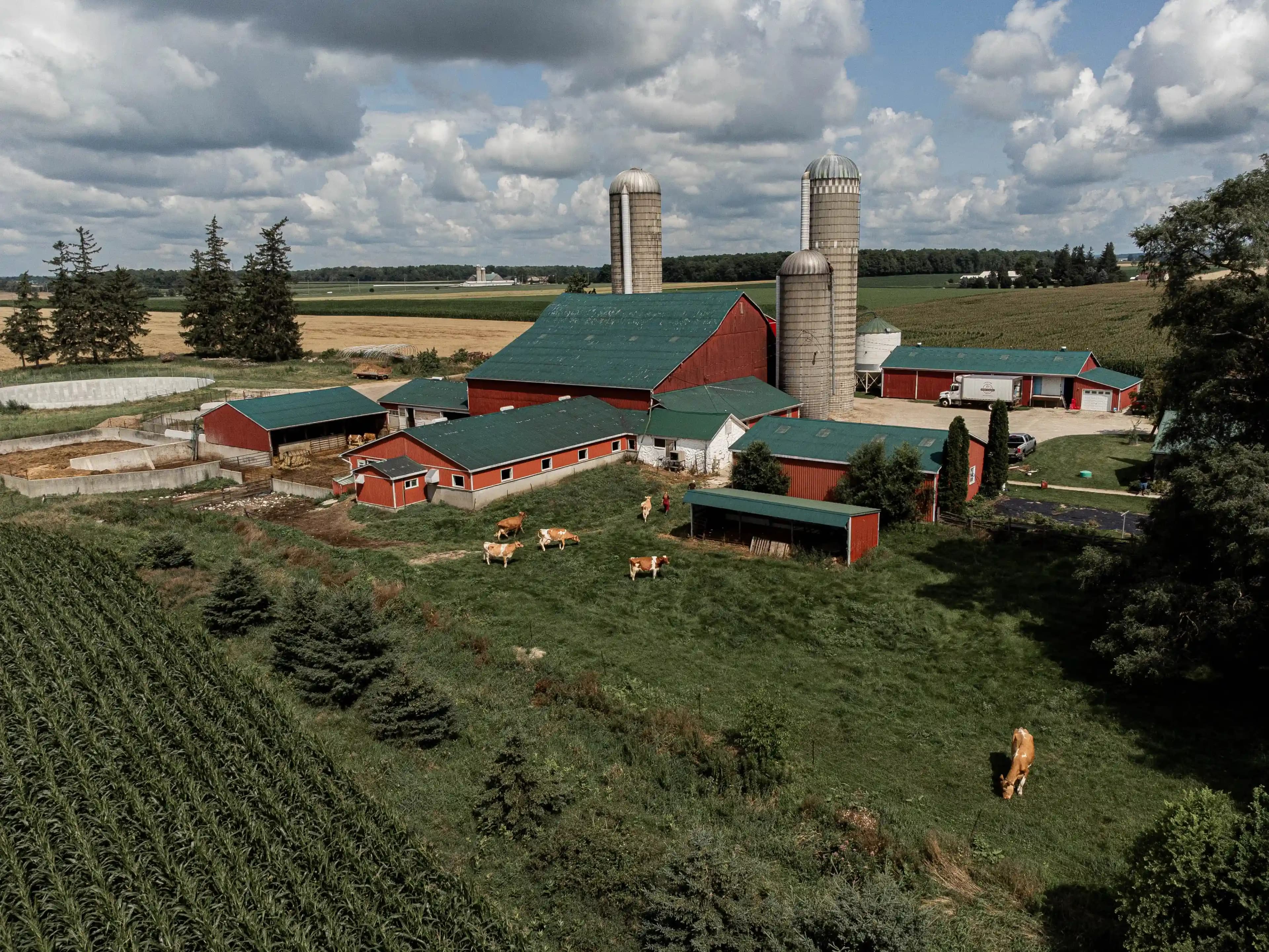 Aerial view of the red barns and silos at Eby Manor Farm, with Guernsey cows grazing on the slope below