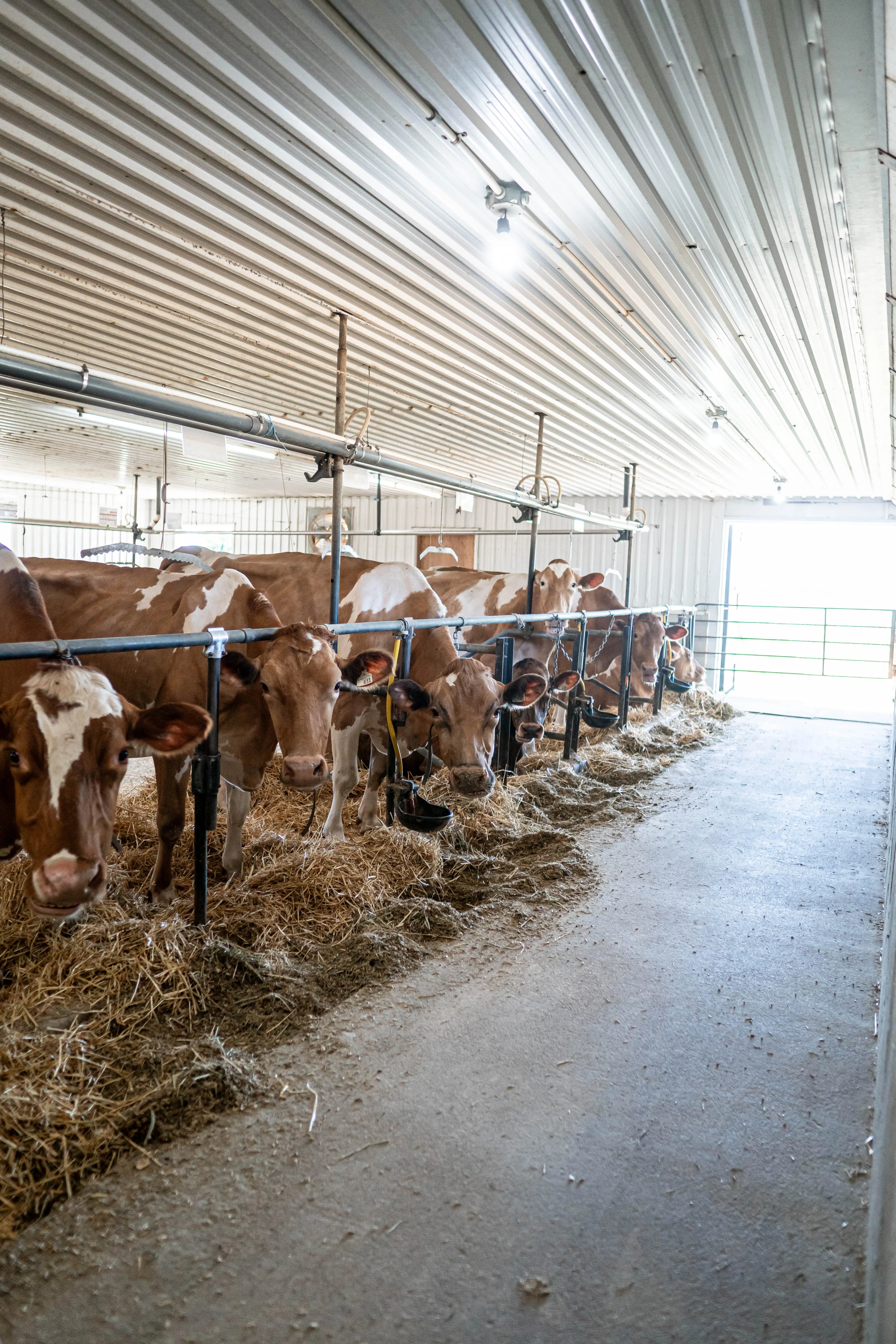 A row of Guernsey cows at the feed rail in the tie-stall barn at Eby Manor Farm