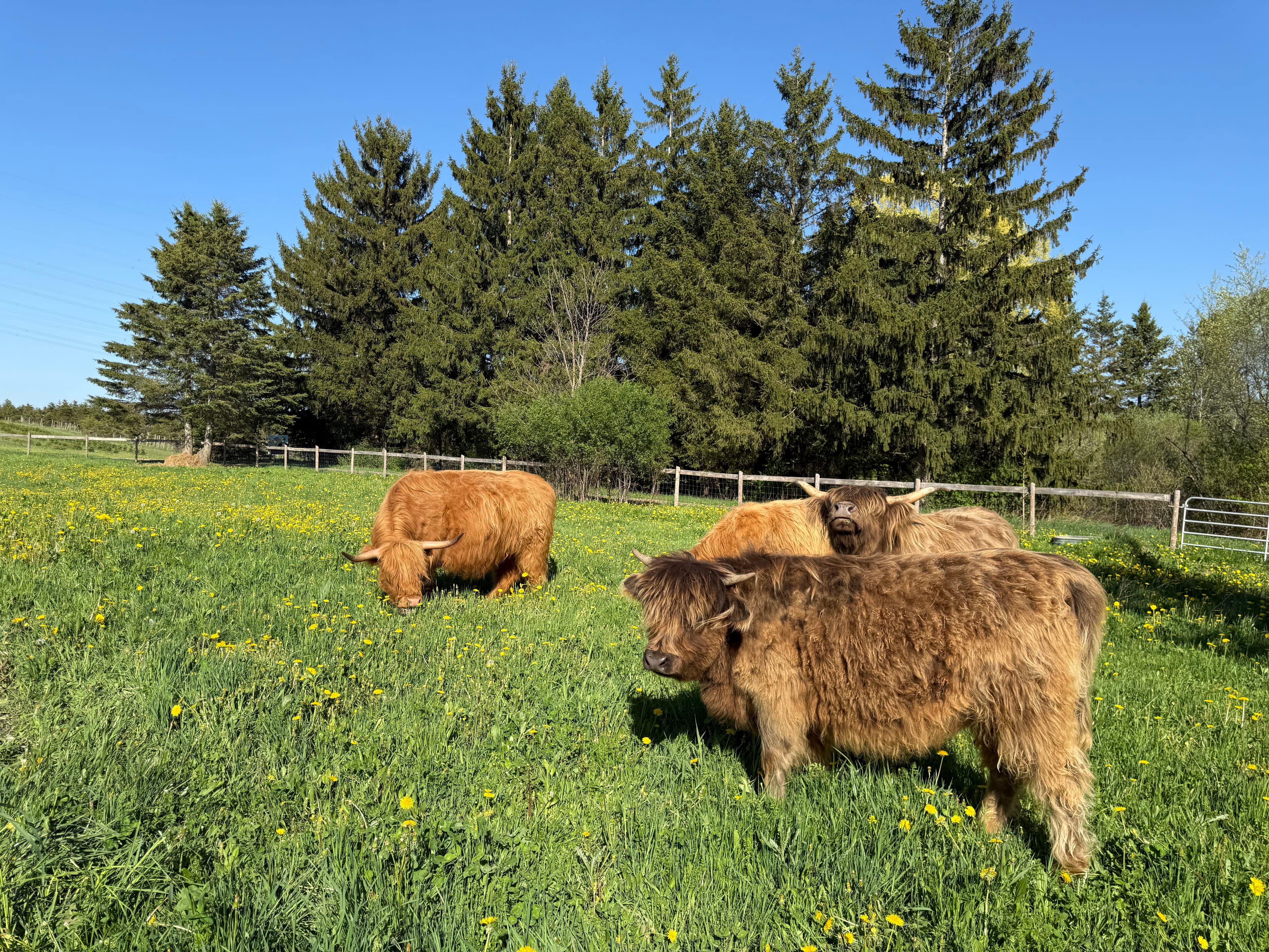 Four shaggy Highland cows grazing in a green pasture dotted with dandelions, with tall spruce trees and a fence behind