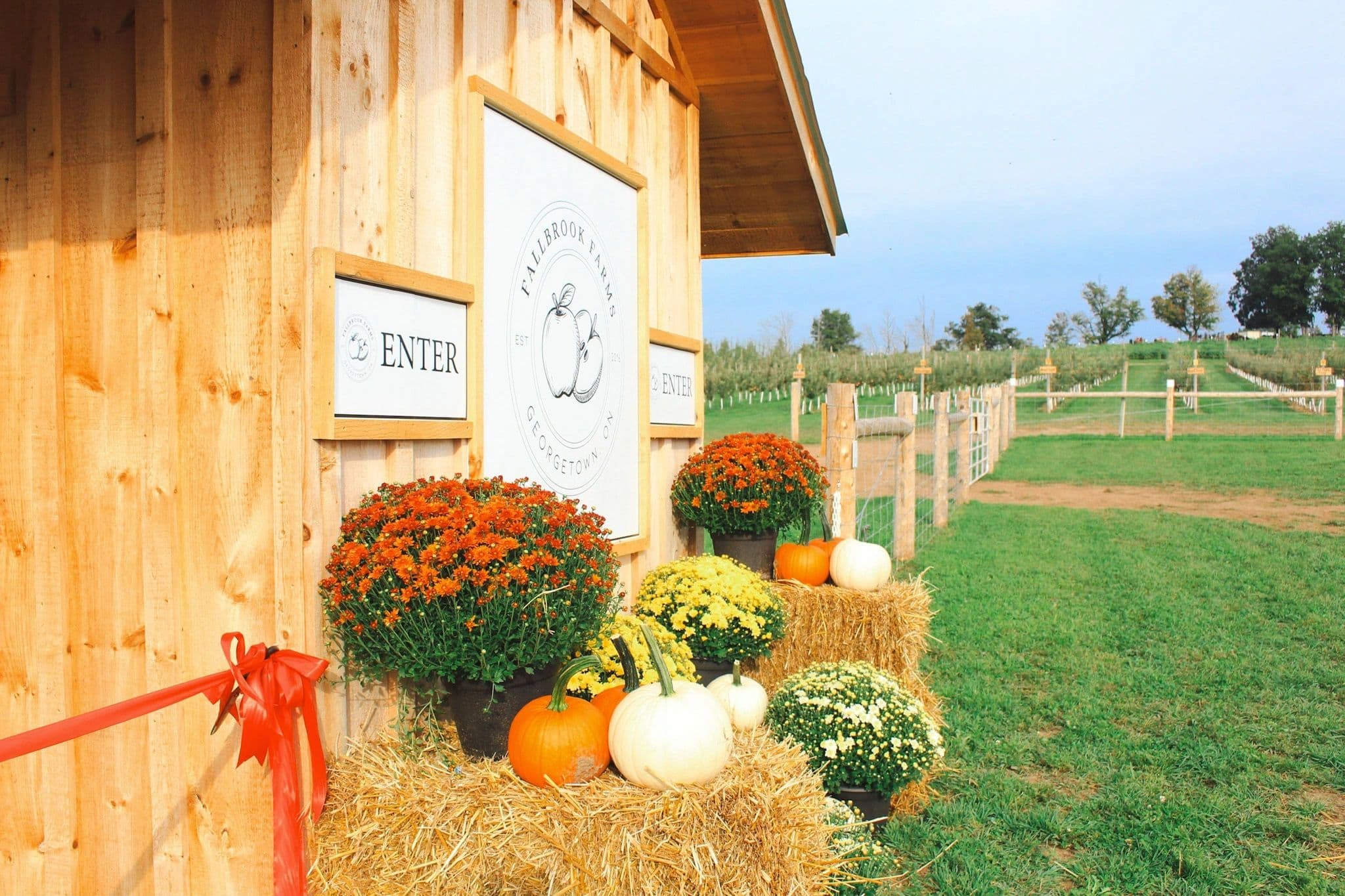 Pumpkins, potted mums and straw bales outside the Fallbrook Farms entrance building, with young orchard rows behind a rail fence