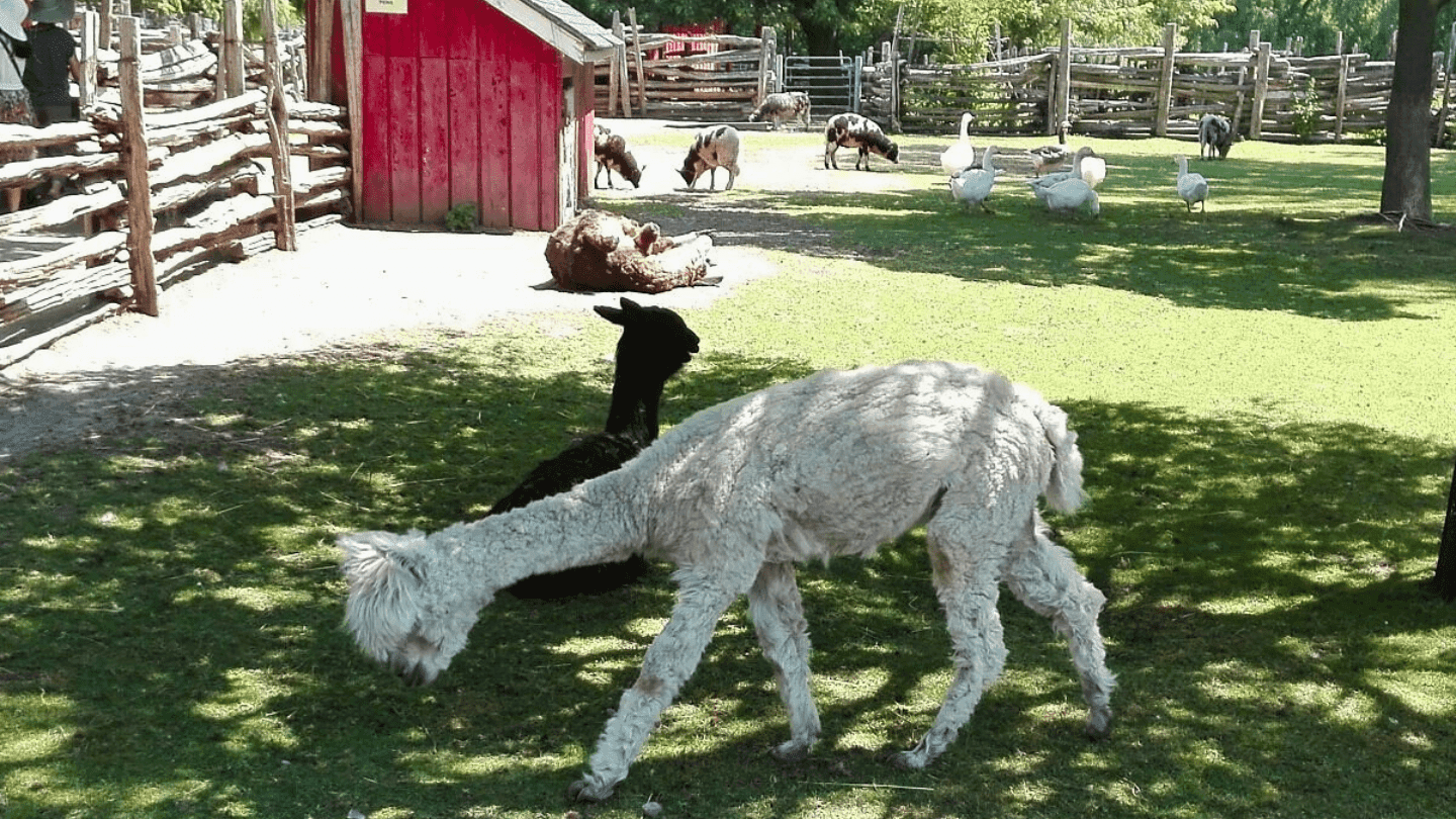 A white alpaca grazes in dappled shade in front of a black alpaca lying down, with sheep, white geese and a small red barn in the fenced farmyard behind