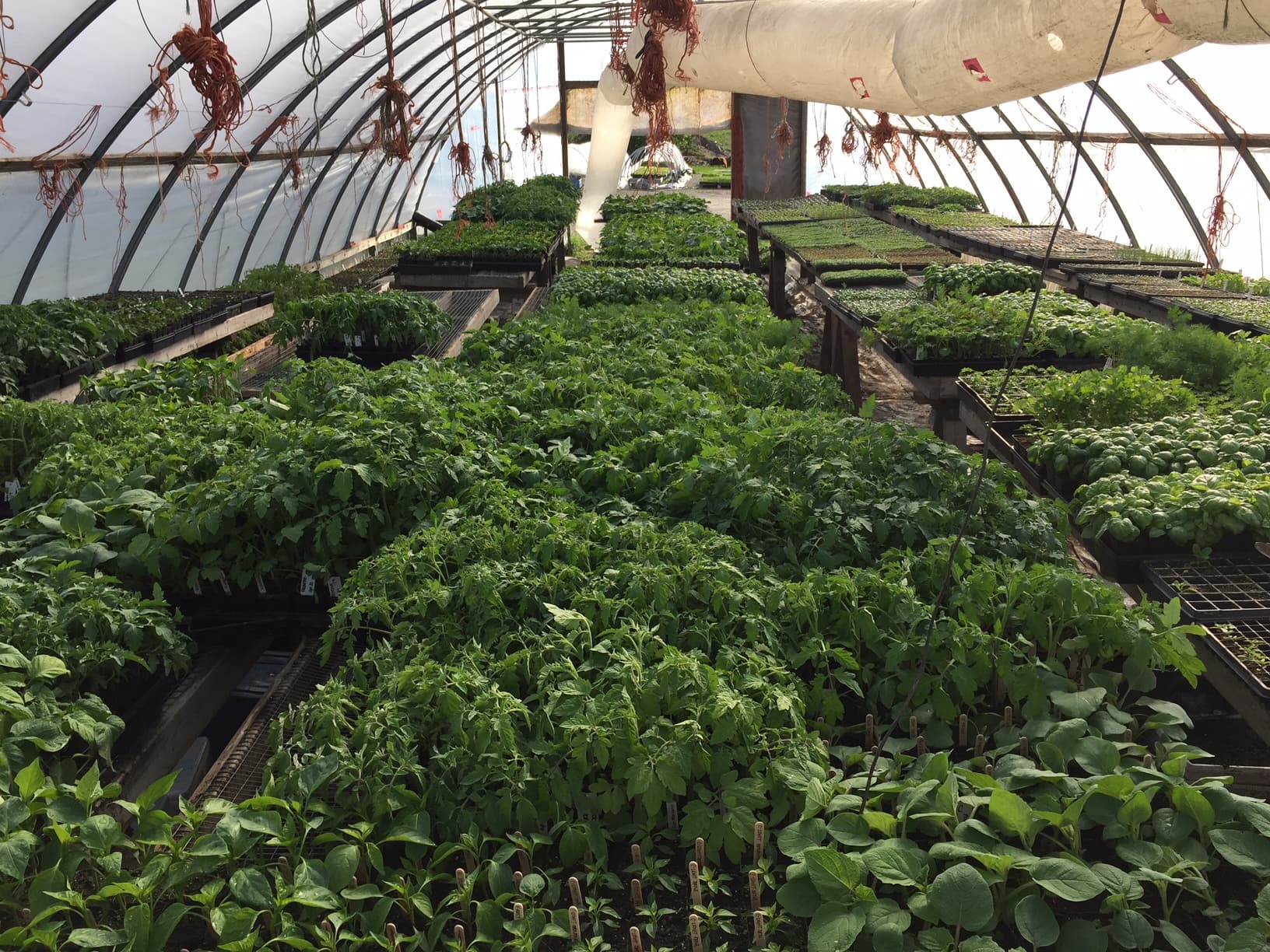 Benches of tomato, basil and other vegetable seedlings in trays filling a plastic-covered greenhouse