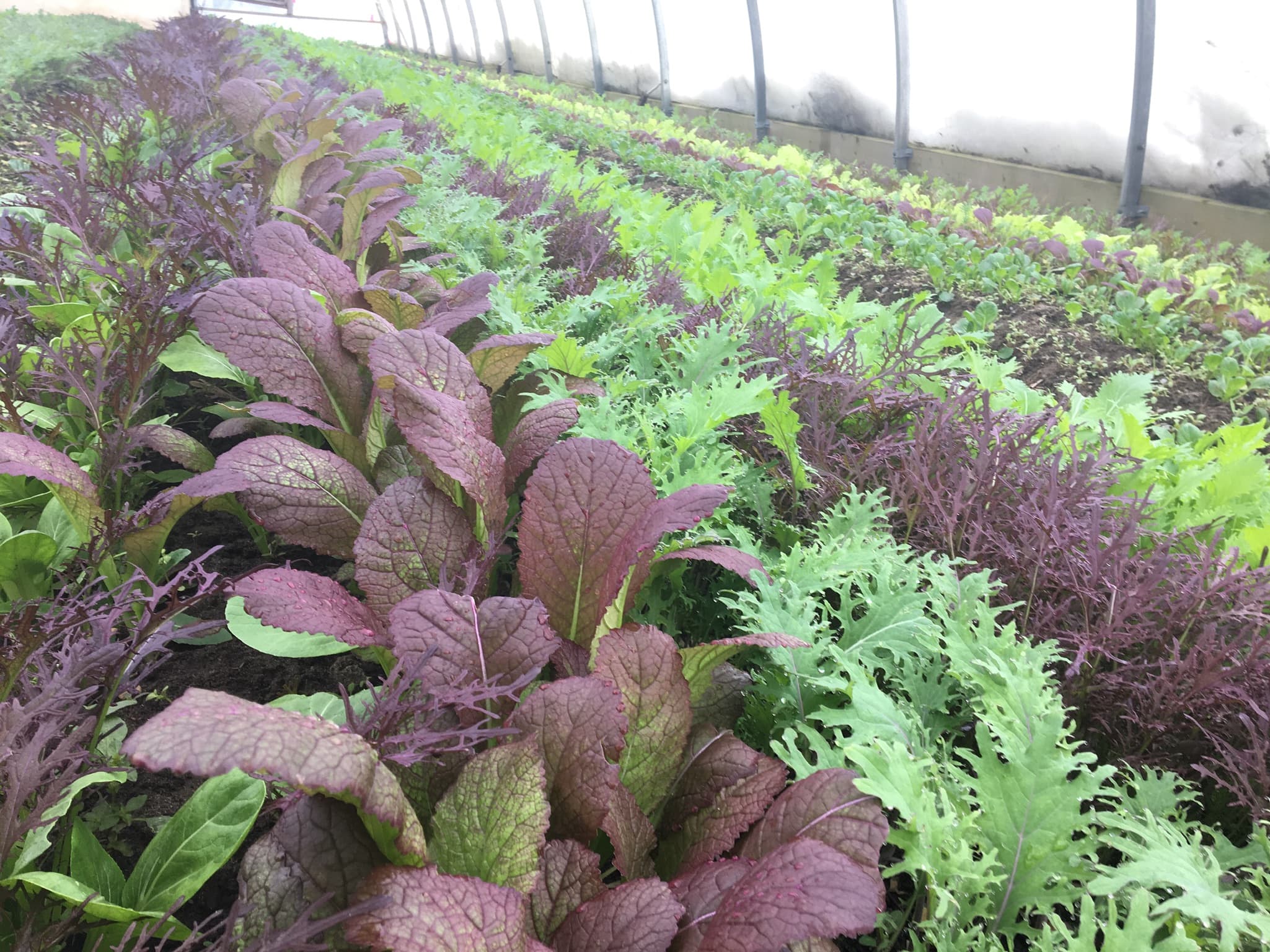 Rows of purple mustard, frilly green kale and other salad greens growing inside a hoop house